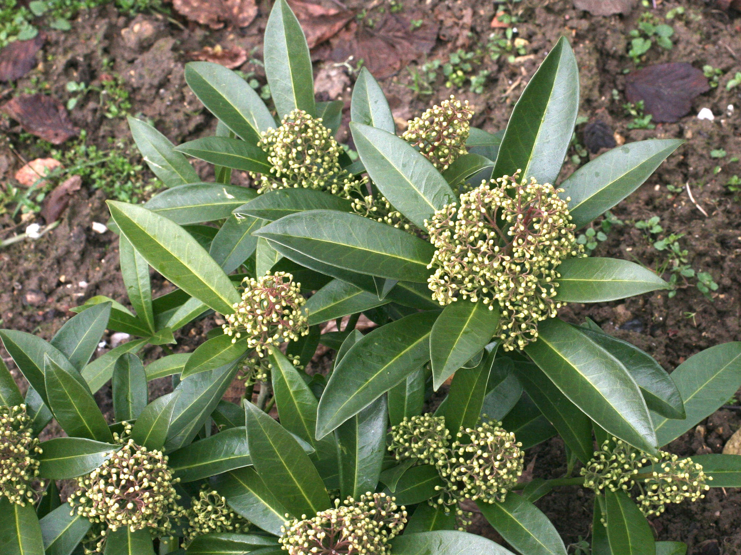 skimmia_japonica2md