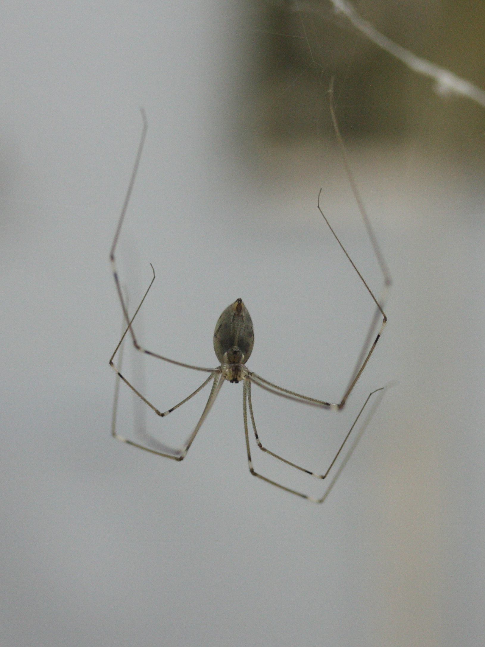 smeringopus_elongatus1md