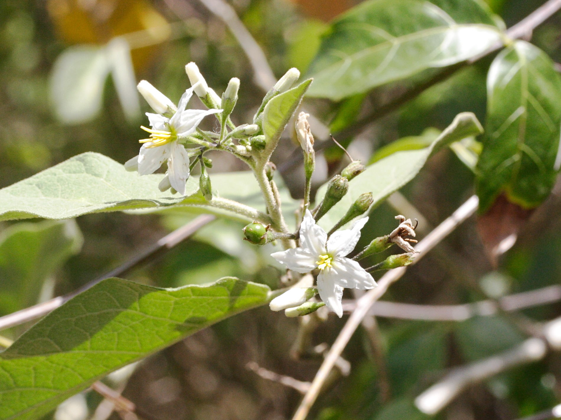 solanum_erianthum3md
