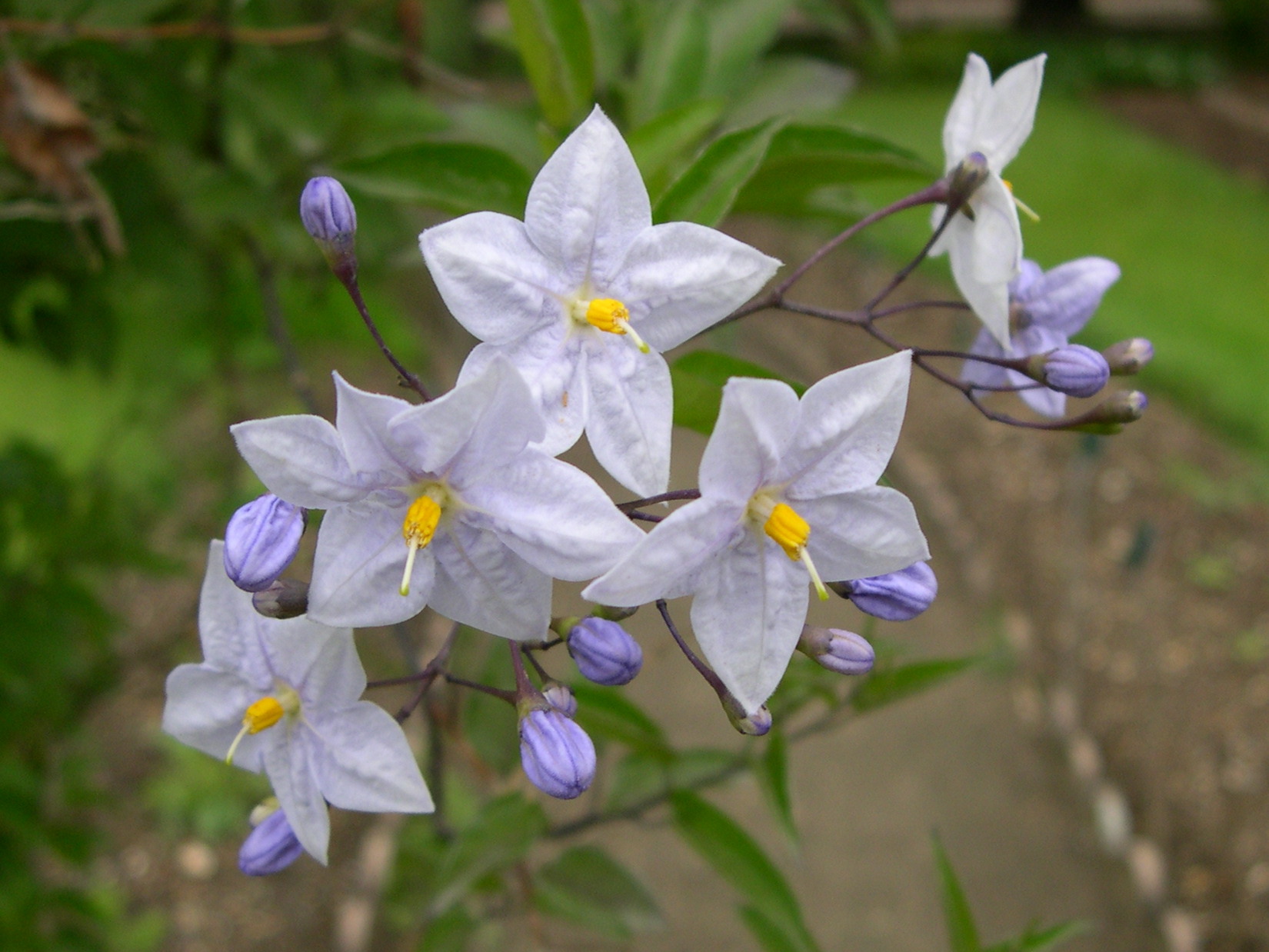 Solanum_jasminoides