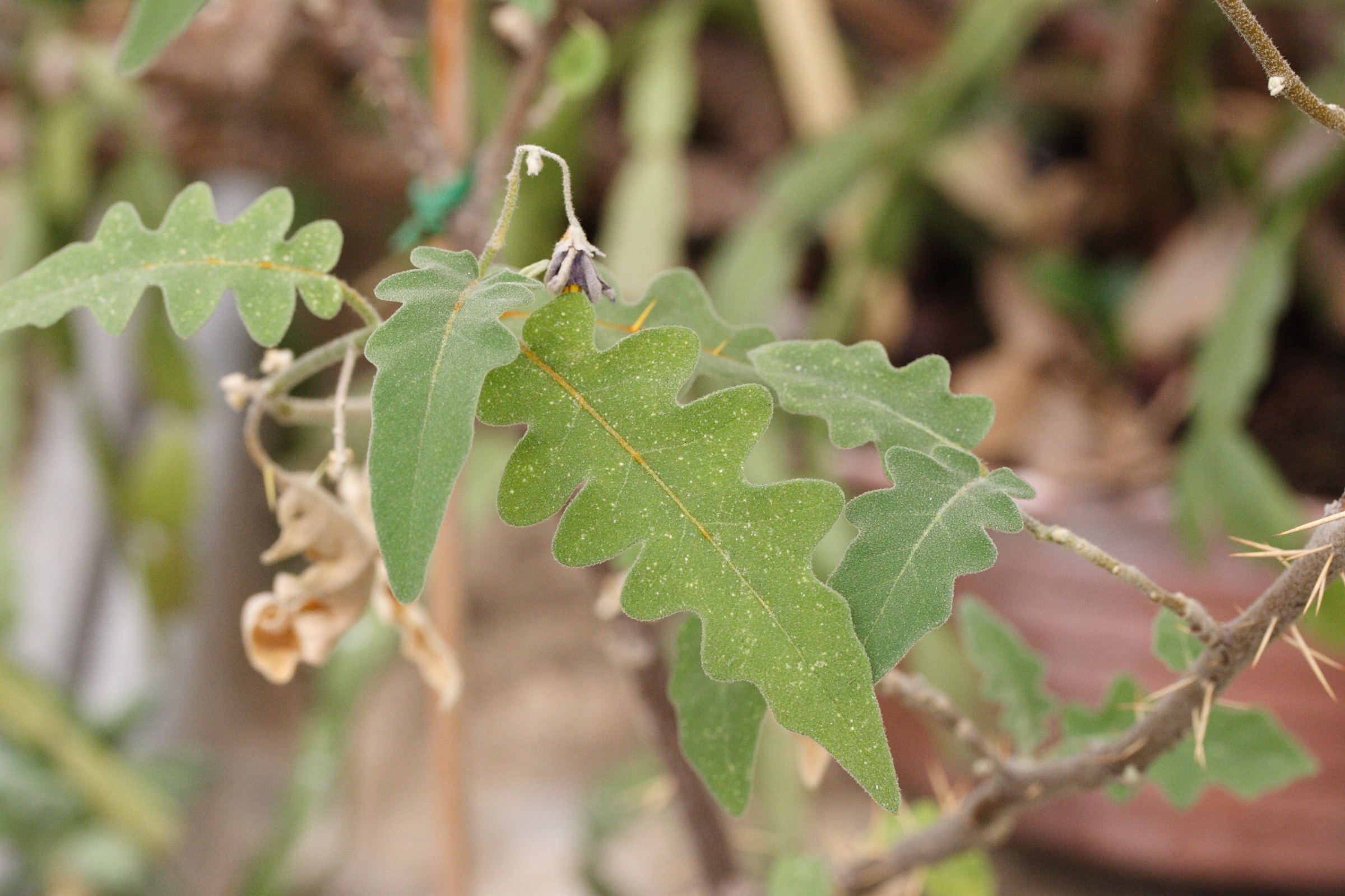 solanum_pyracanthum2md