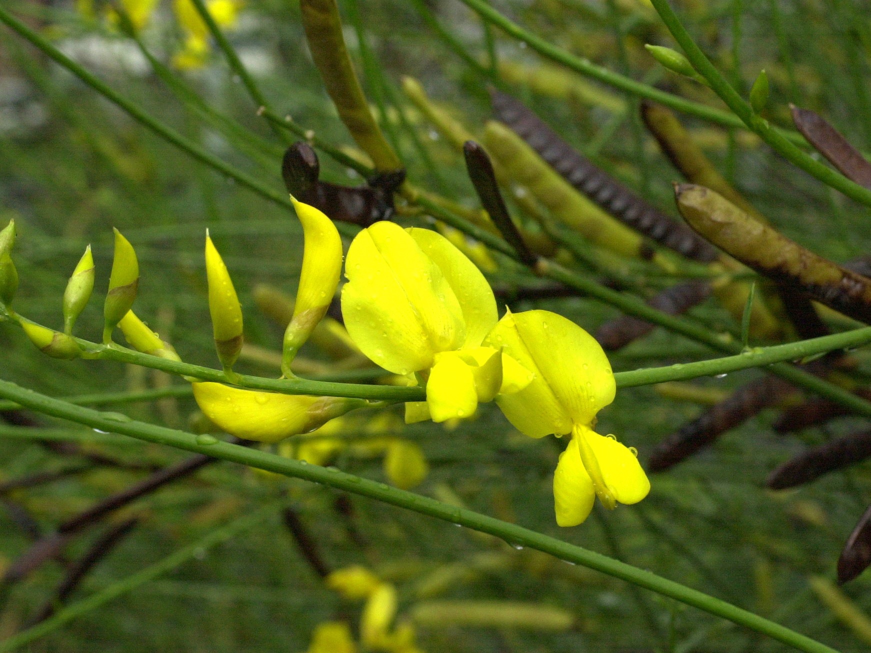 spartium_junceum2bmd