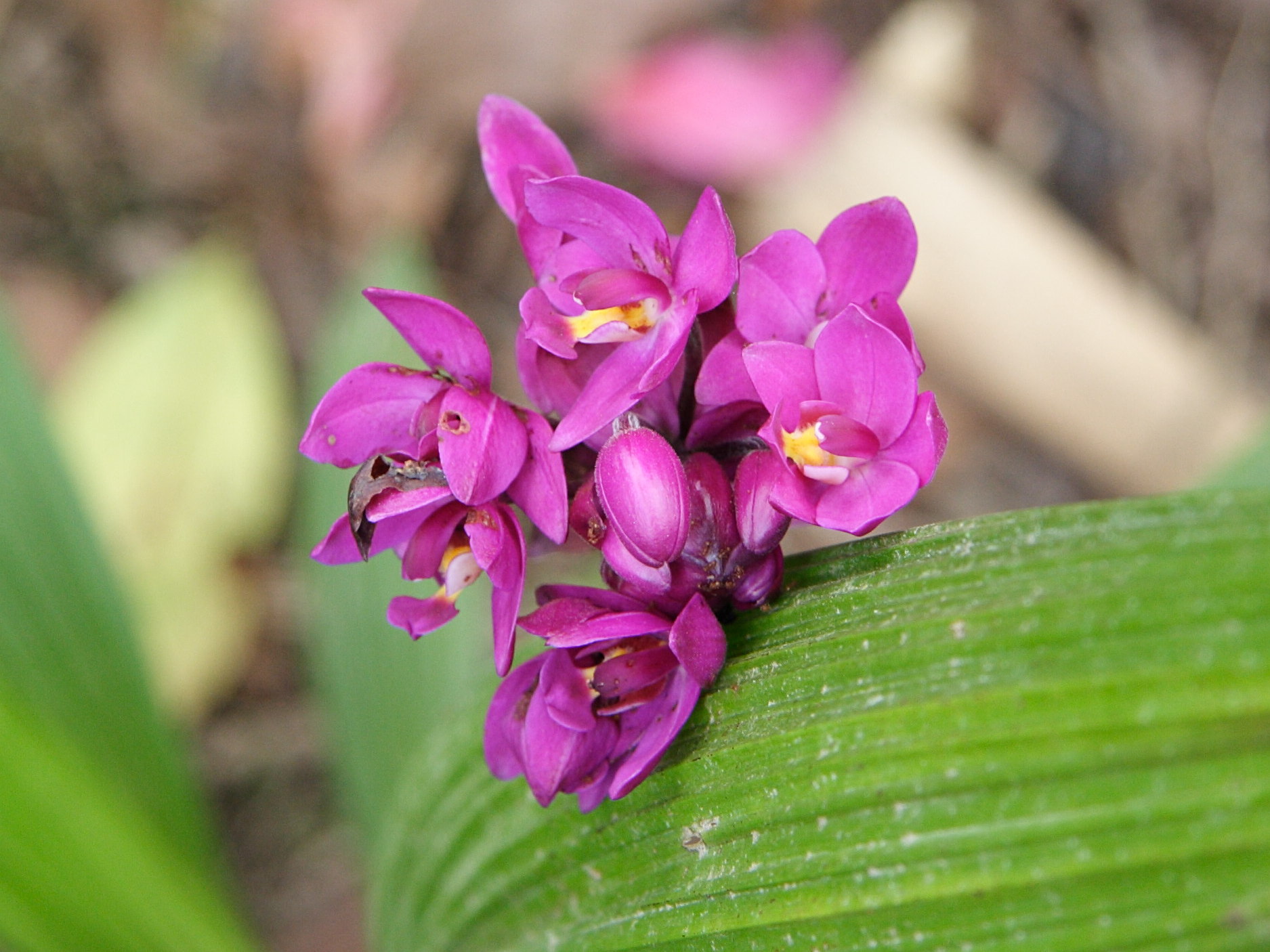 Afficher le média spathoglottis_unguiculata2md spathoglottis_unguiculata2md