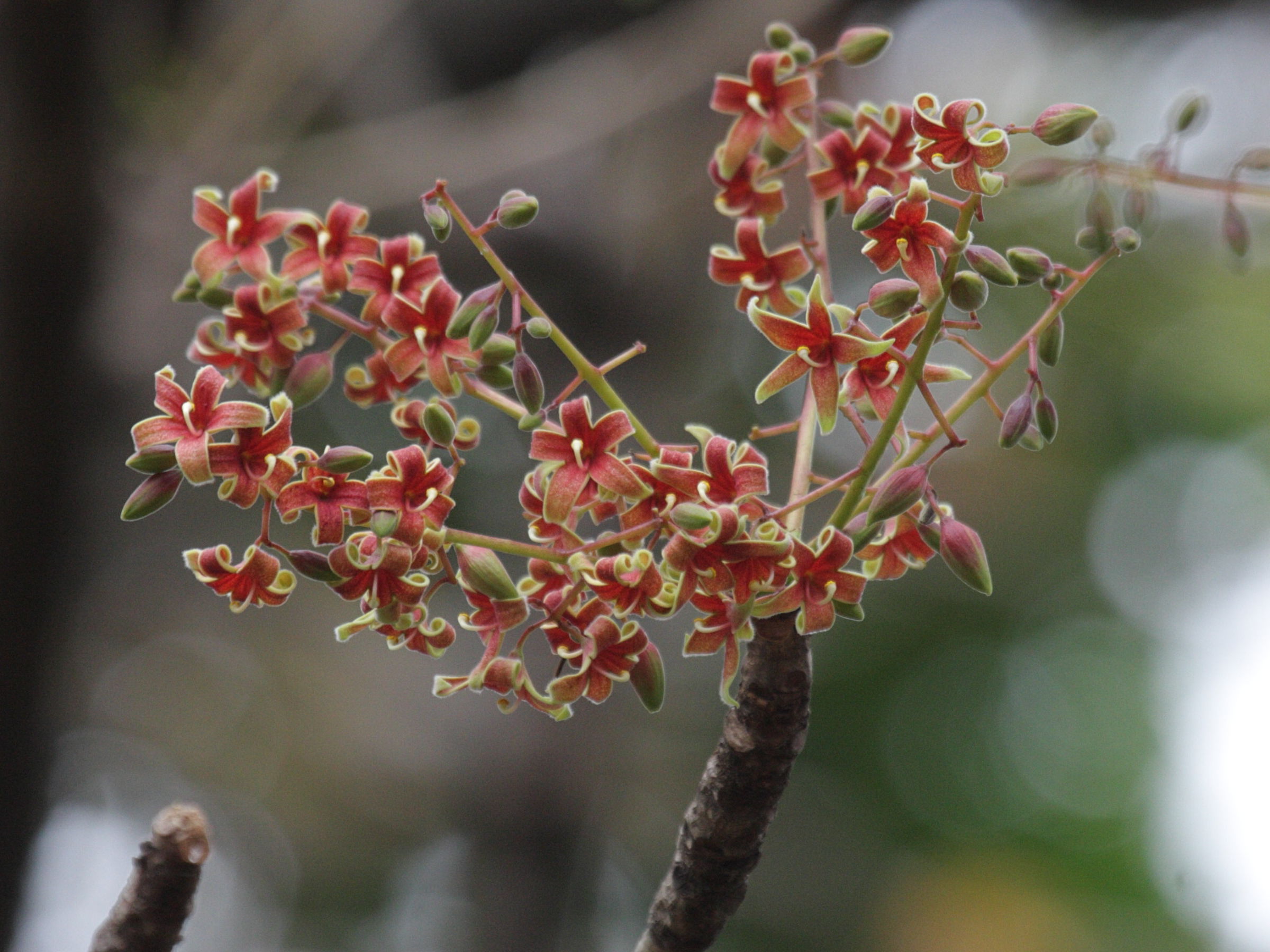 Afficher le média sterculia_foetida6bd sterculia_foetida6bd