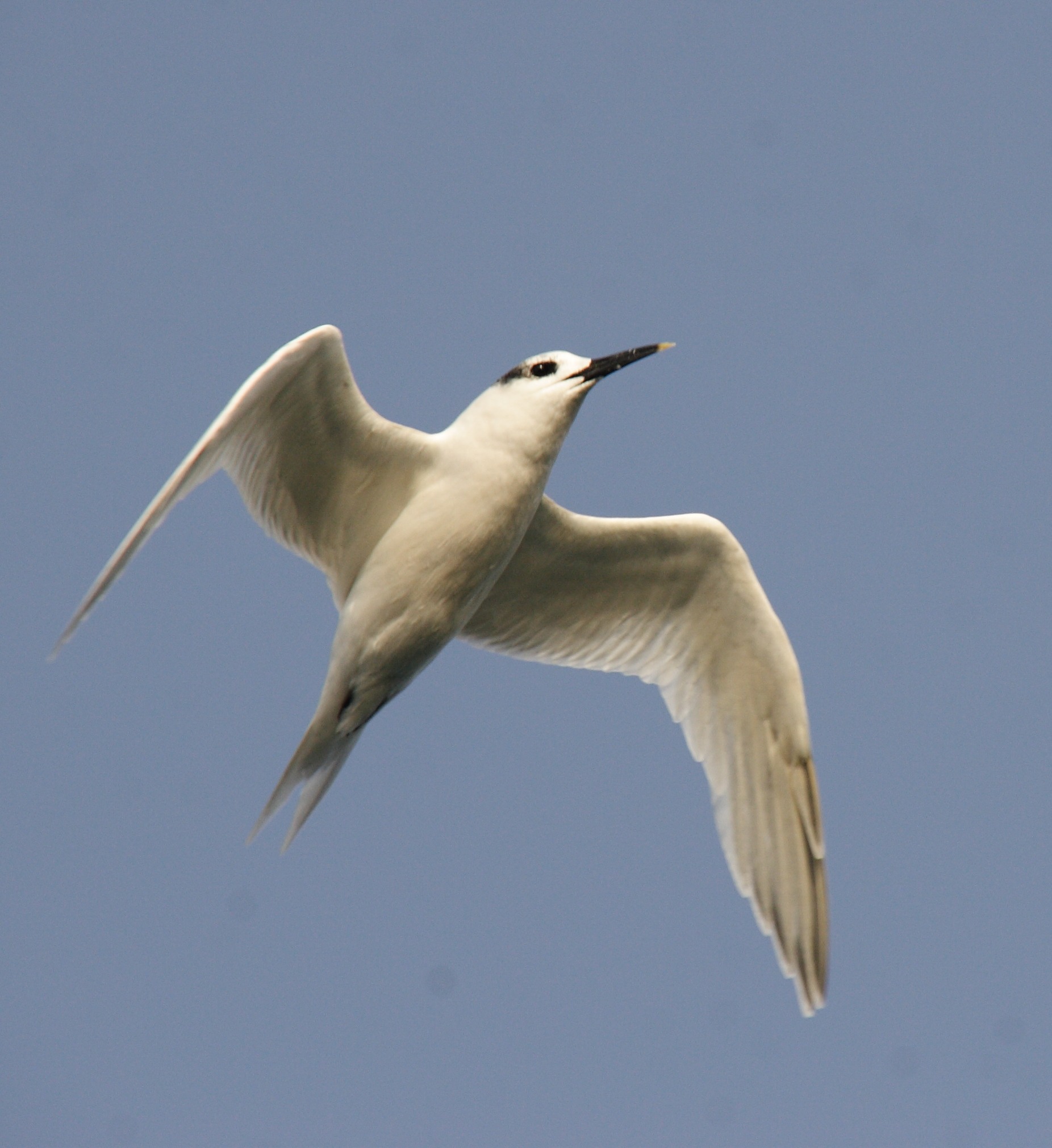 sterne_caugek_-thalasseus_sandvicensis8bd