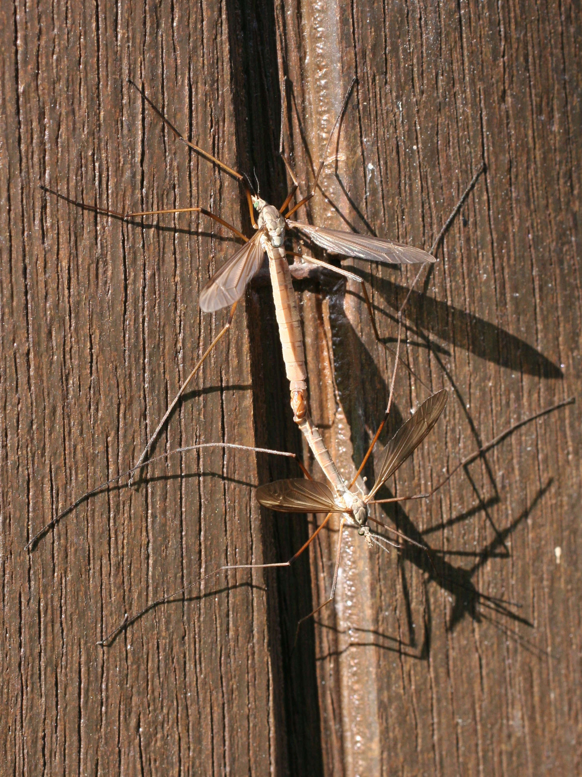 tipula_oleracea1md