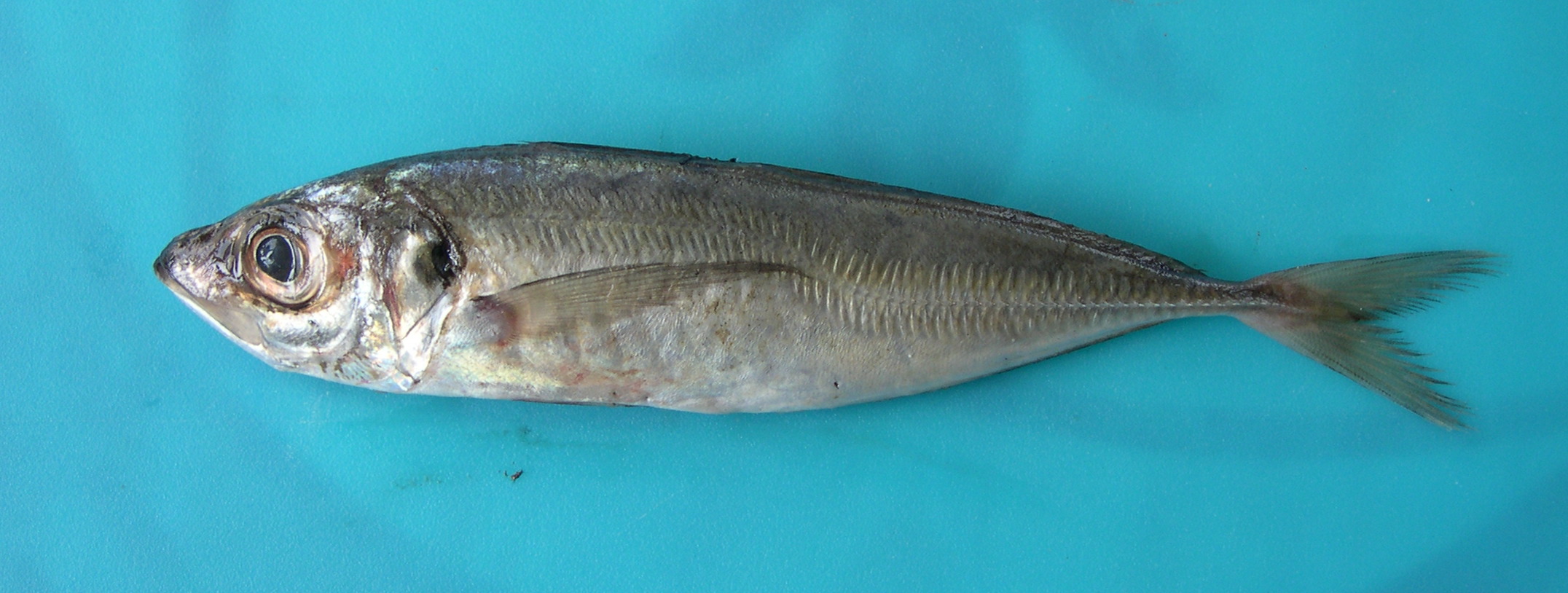 trachurus_trachurus1md