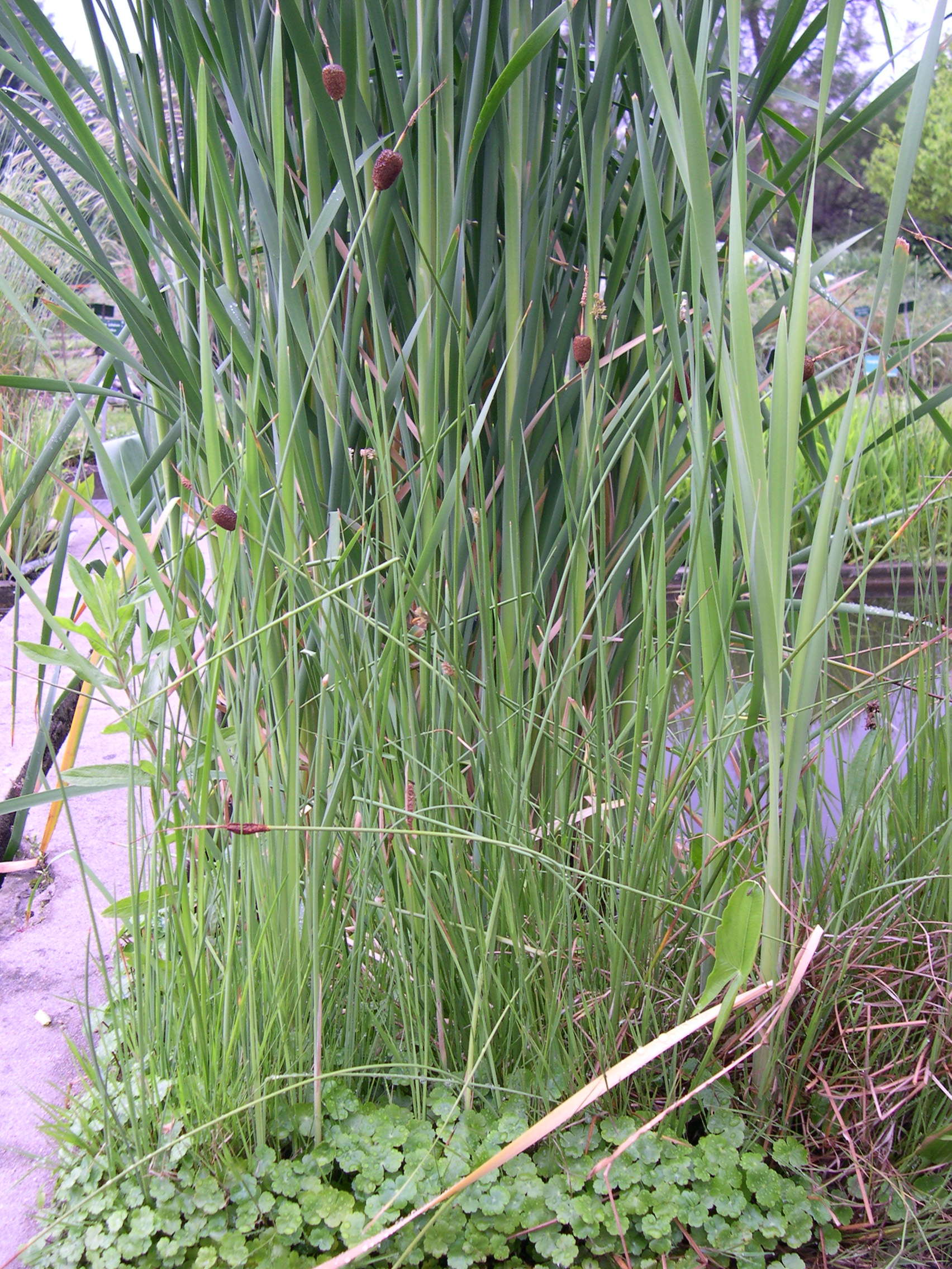 typha_minima1md