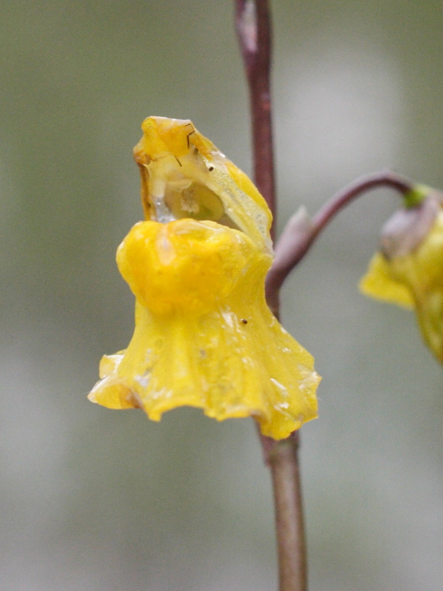 utricularia_vulgaris2md