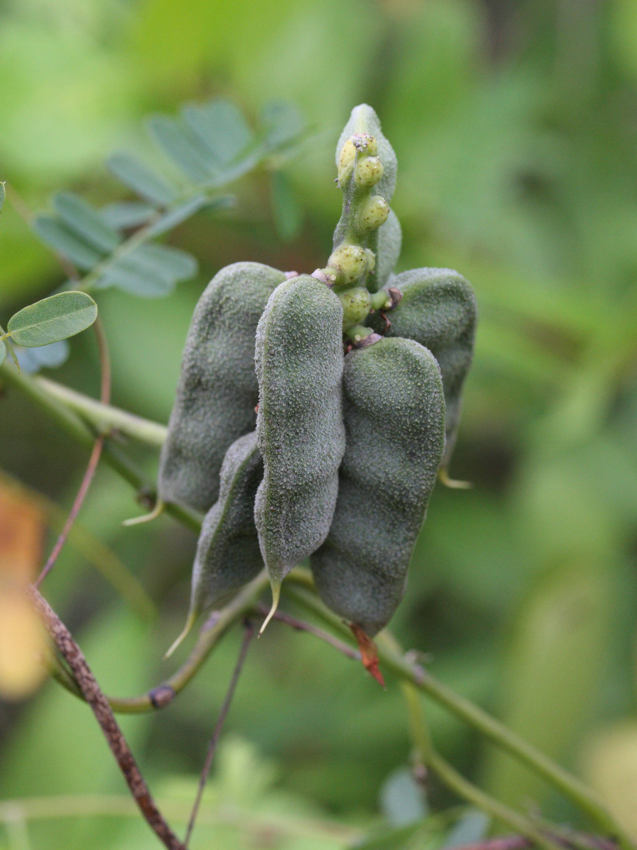 abrus_precatorius3md