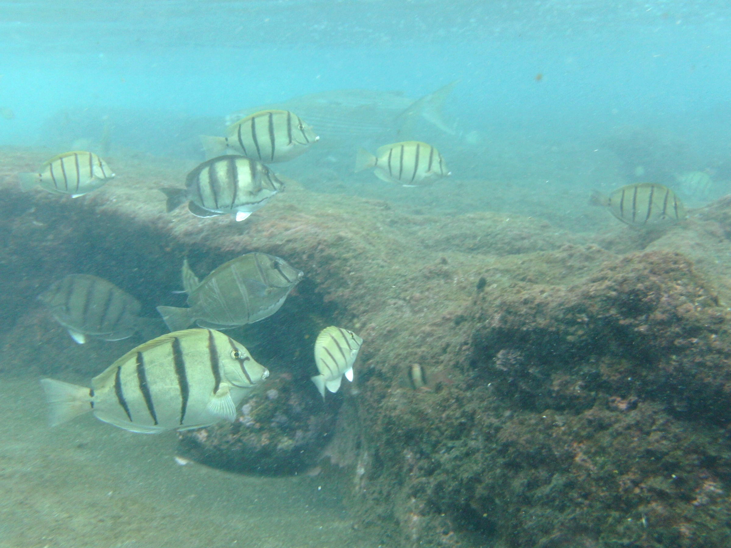 acanthurus_triostegus3bd