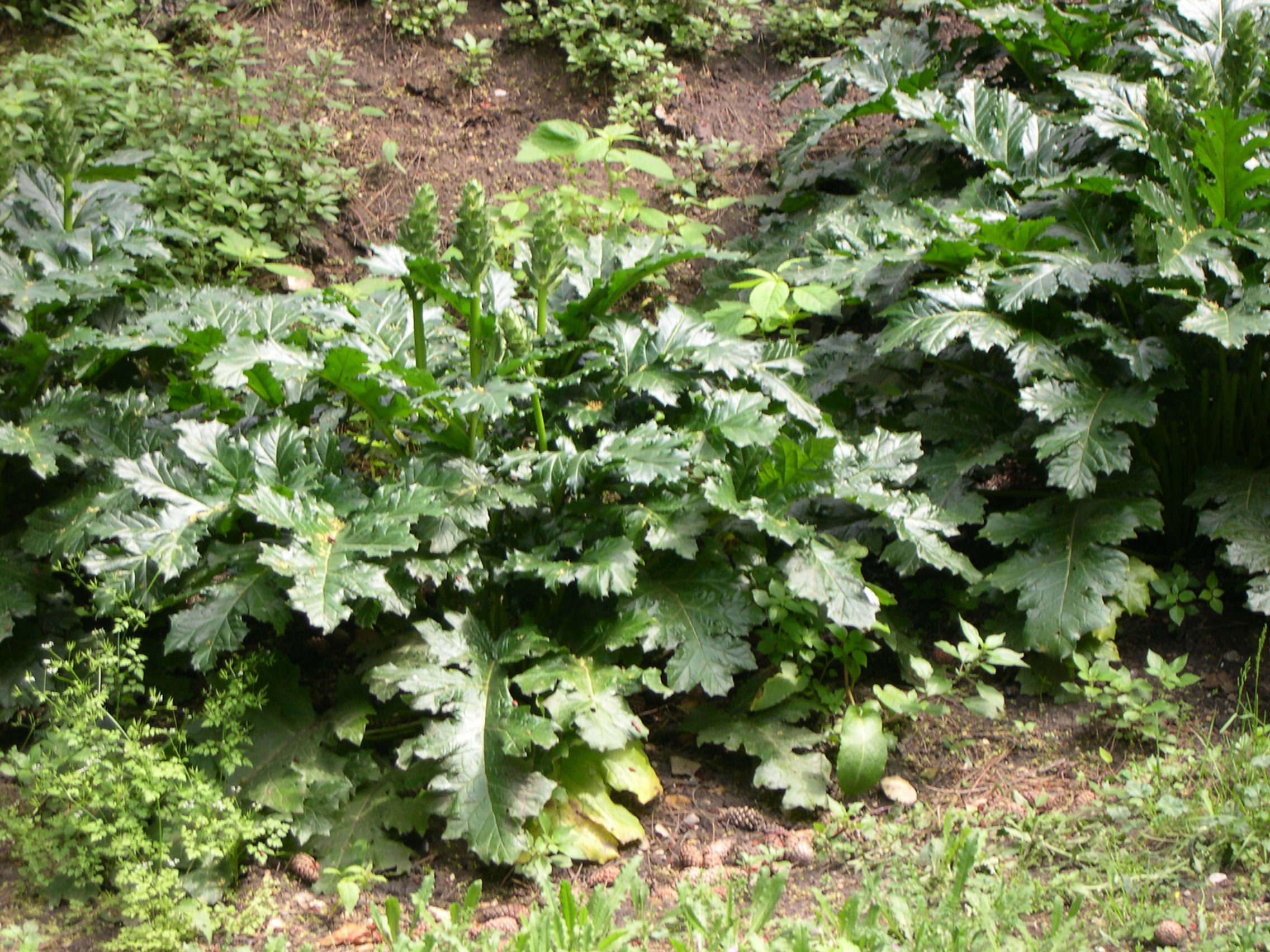 acanthus_mollis2md