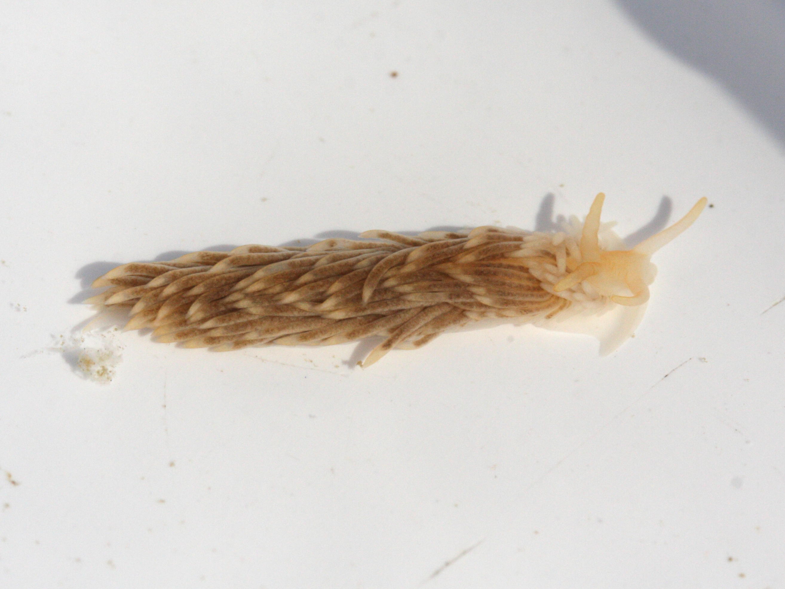 aeolidia_papillosa1md