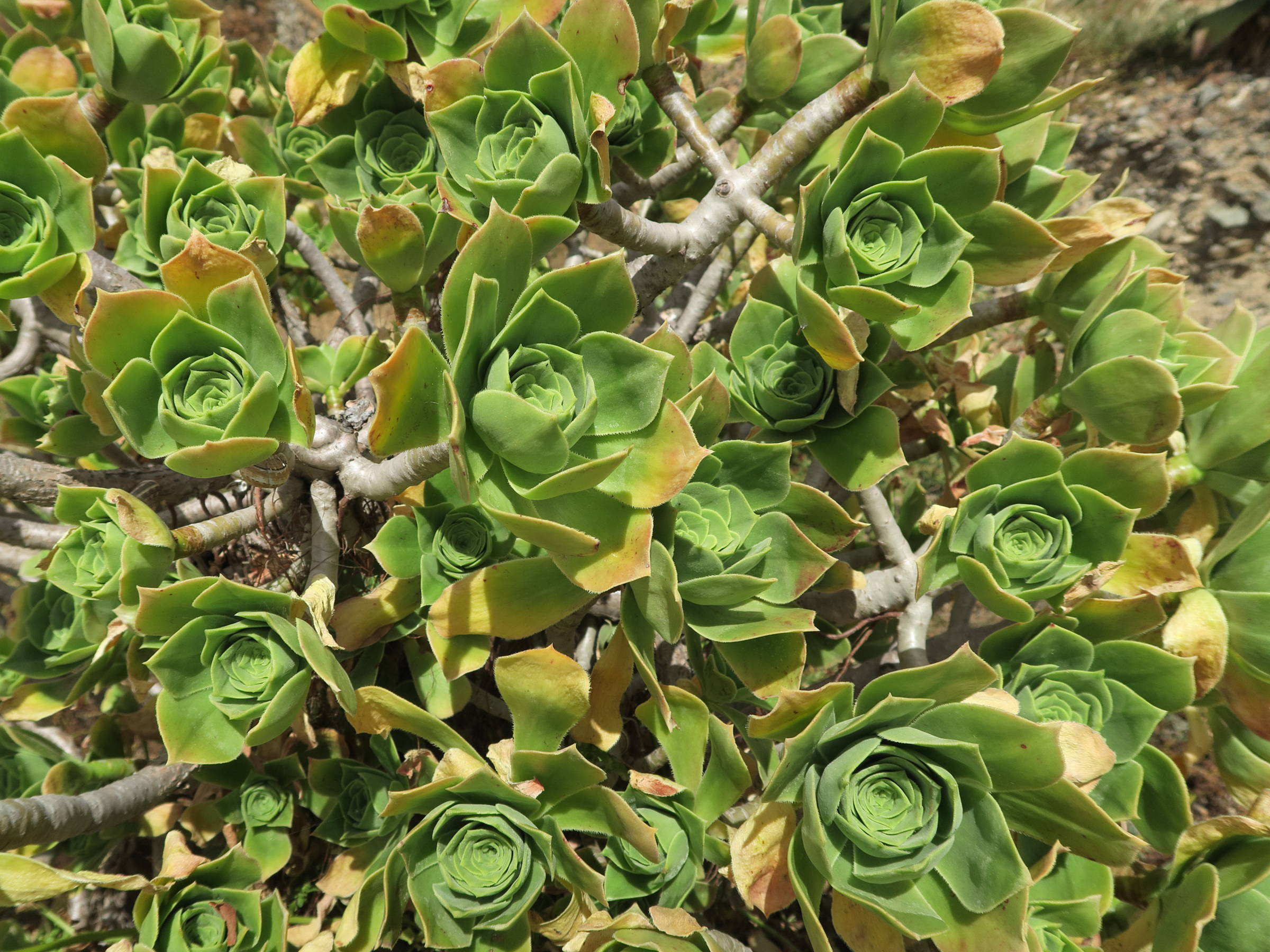 aeonium_balsamiferum2md