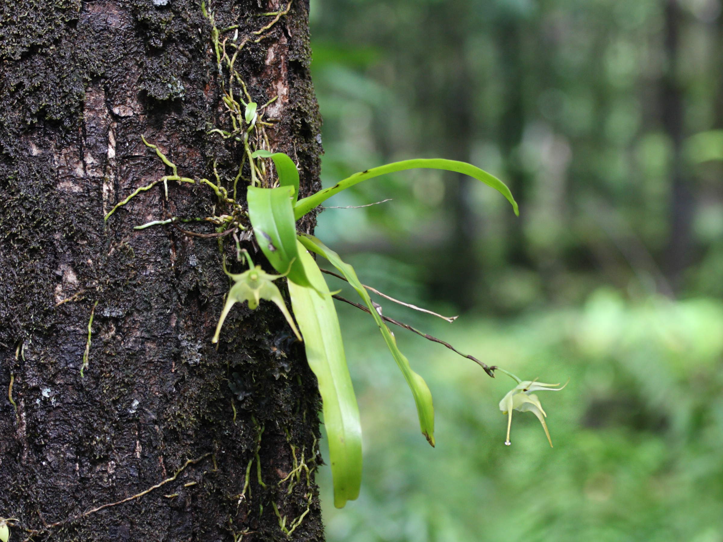 aeranthes_arachnitis1md