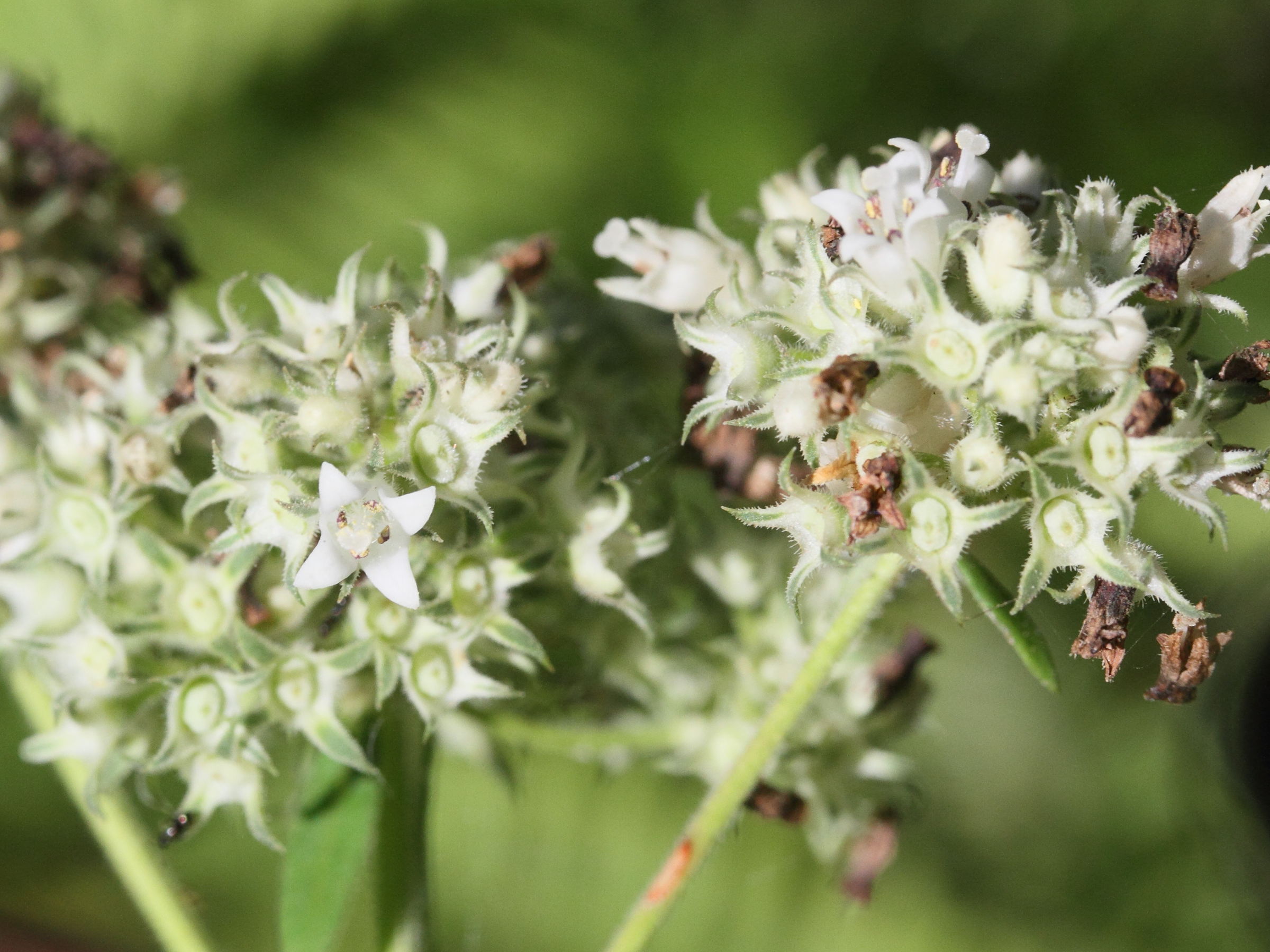 agathisanthemum_bojeri2md