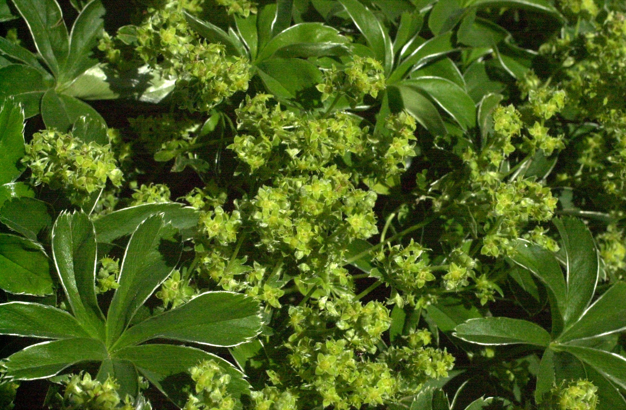 Afficher le média alchemilla_alpigena2md alchemilla_alpigena2md