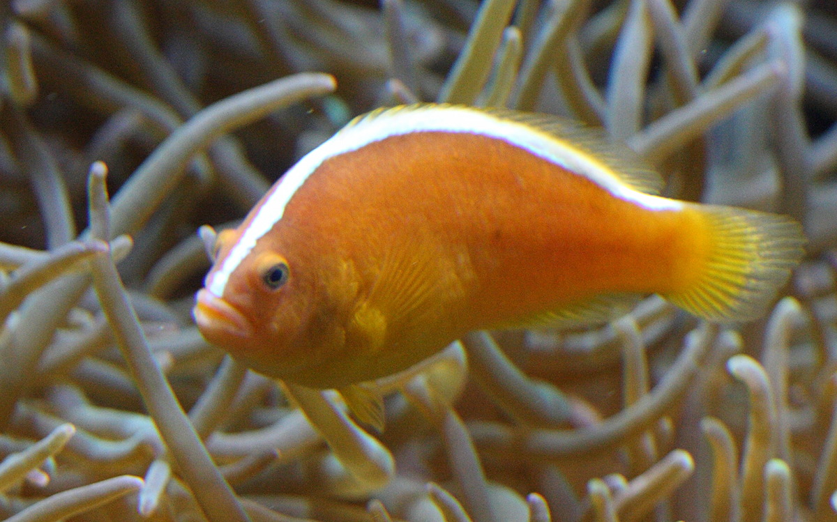 amphiprion_sandaracinos1bd