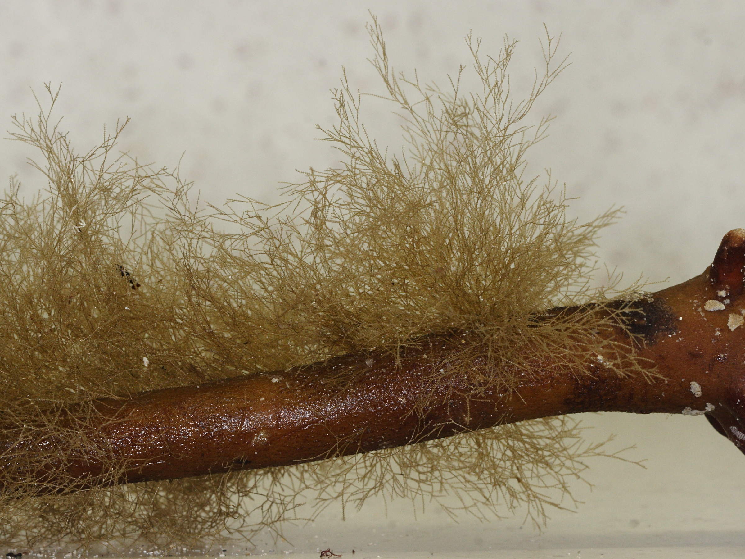 amphisbetia_operculata1md