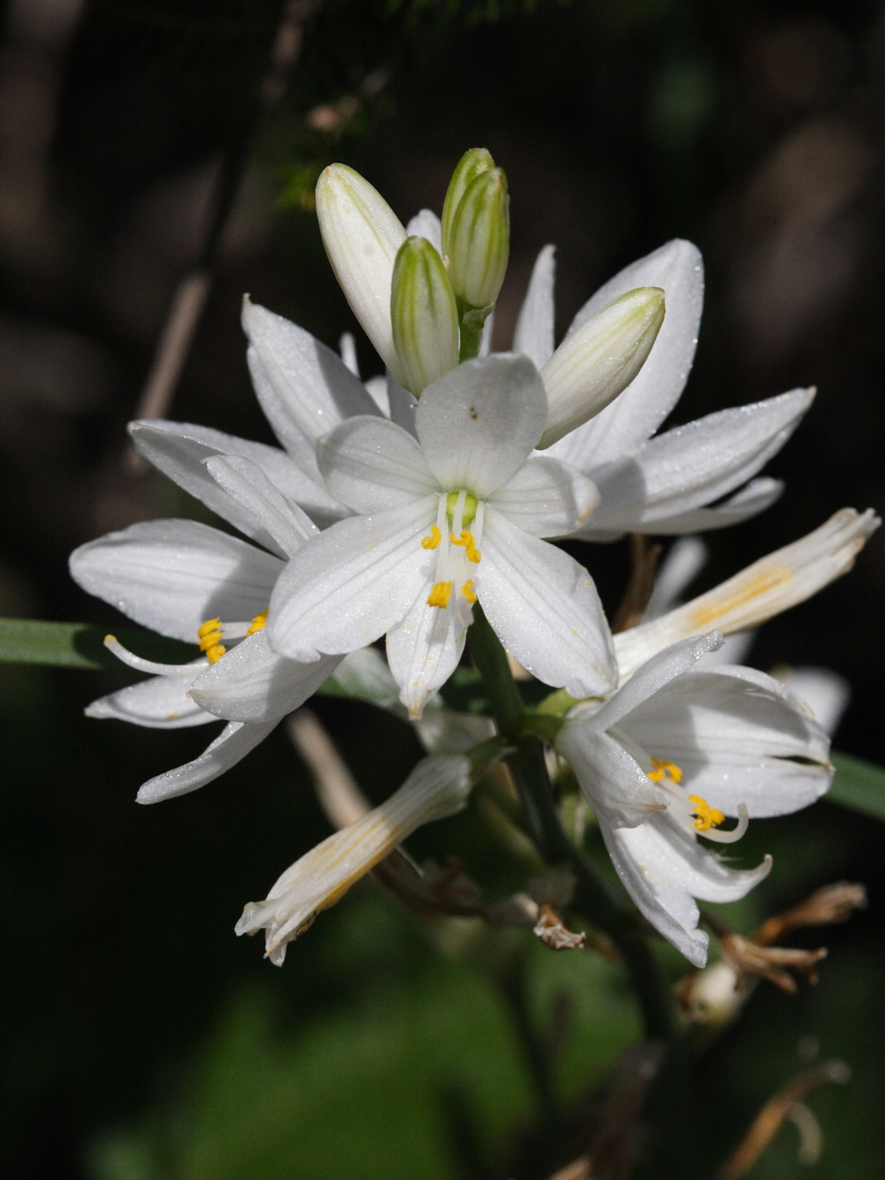 anthericum_liliago2md