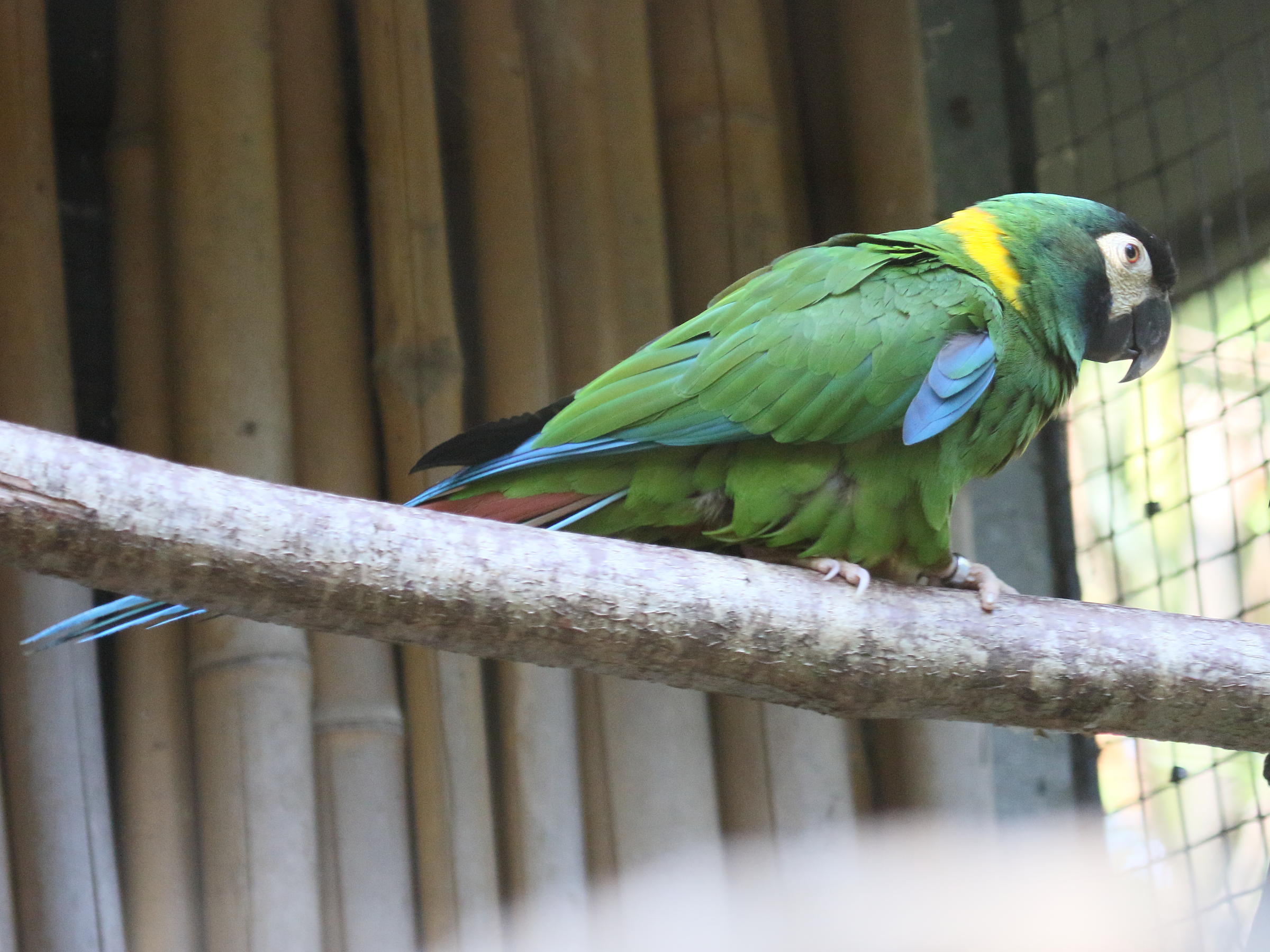 ara_a_collier_jaune_-_primolius_auricollis3bd