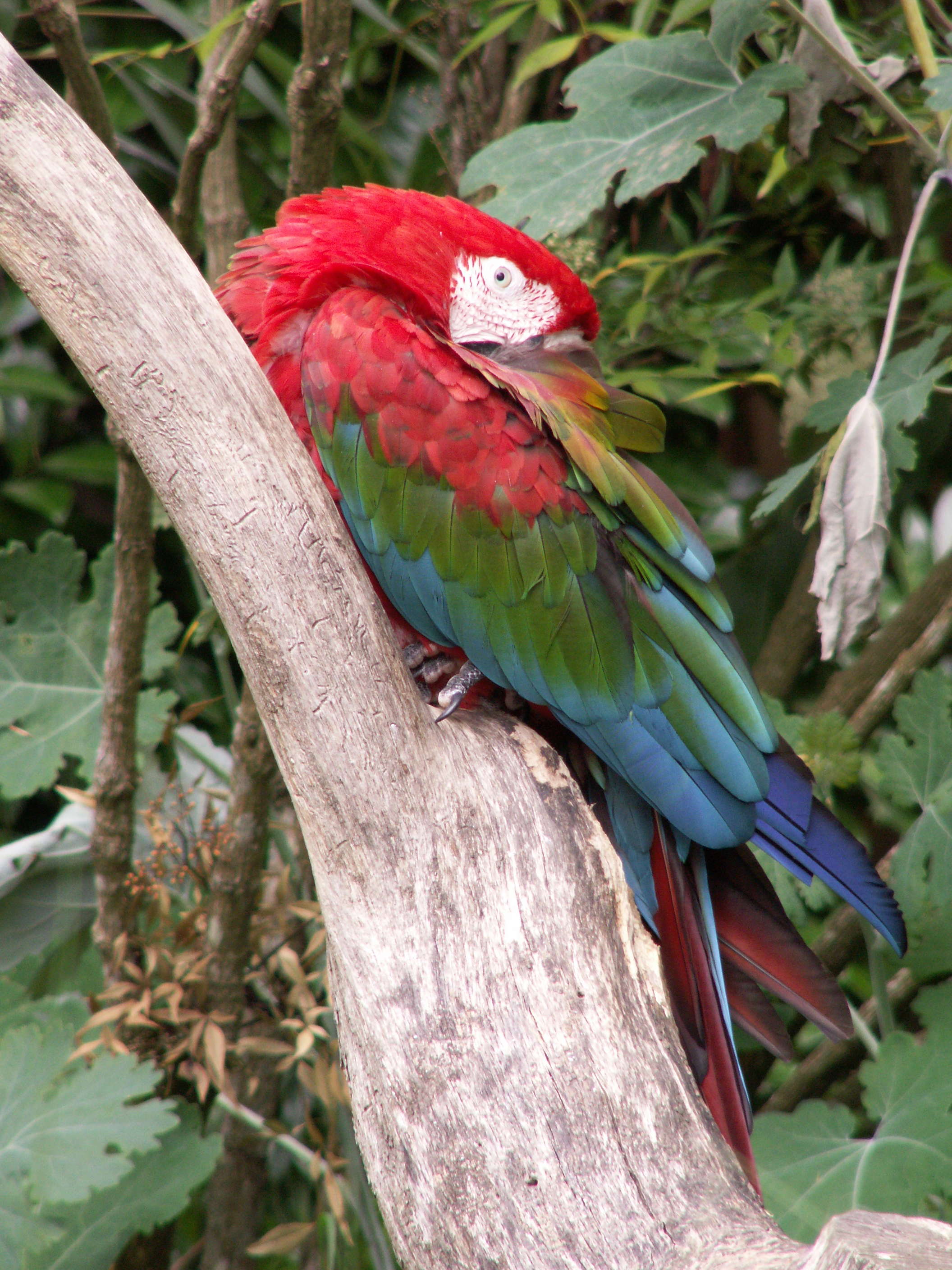 ara_chloroptere_-_ara_chloropterus2md