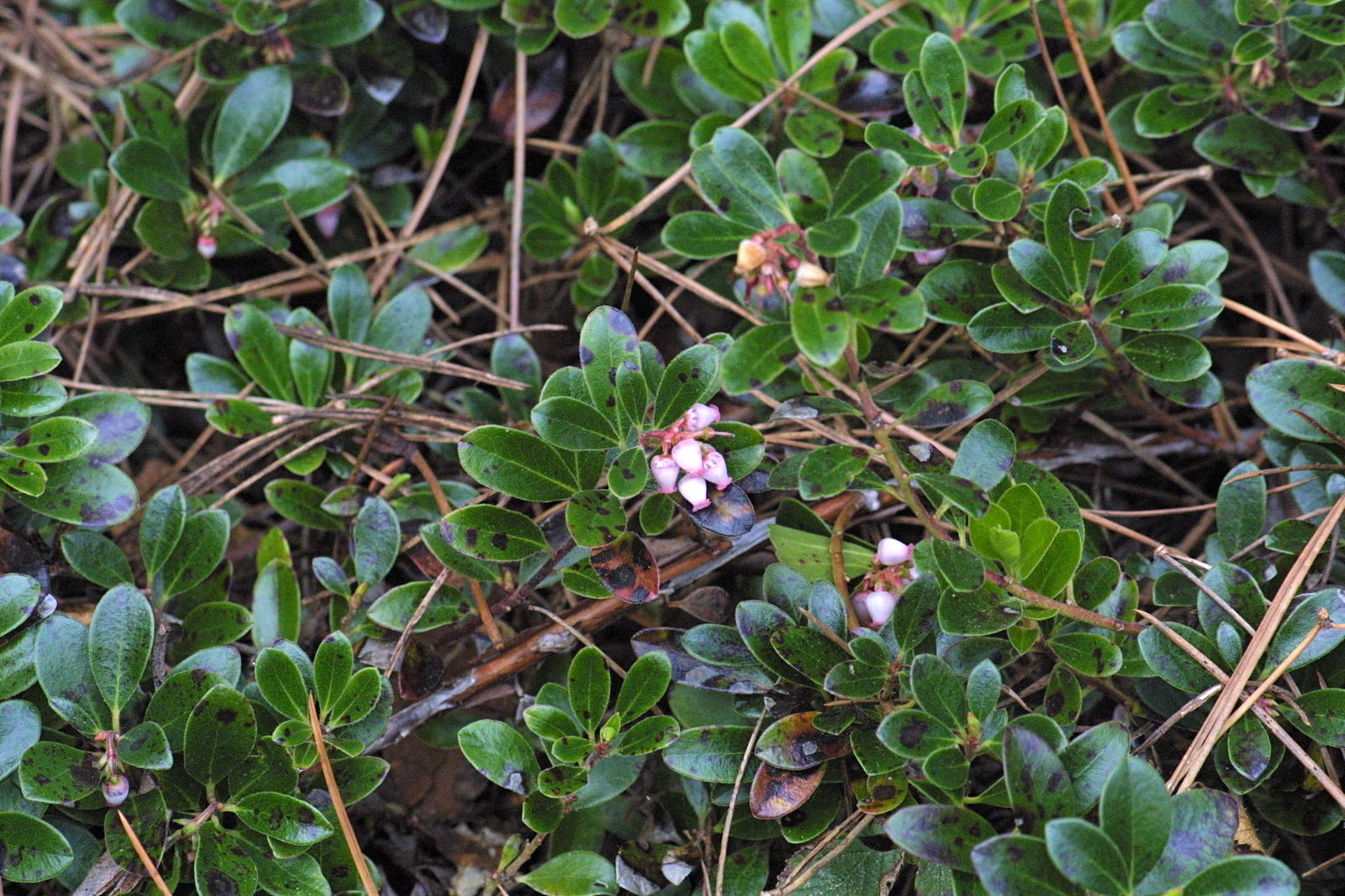 Afficher le média arctostaphyllos_uva-ursi3md arctostaphyllos_uva-ursi3md
