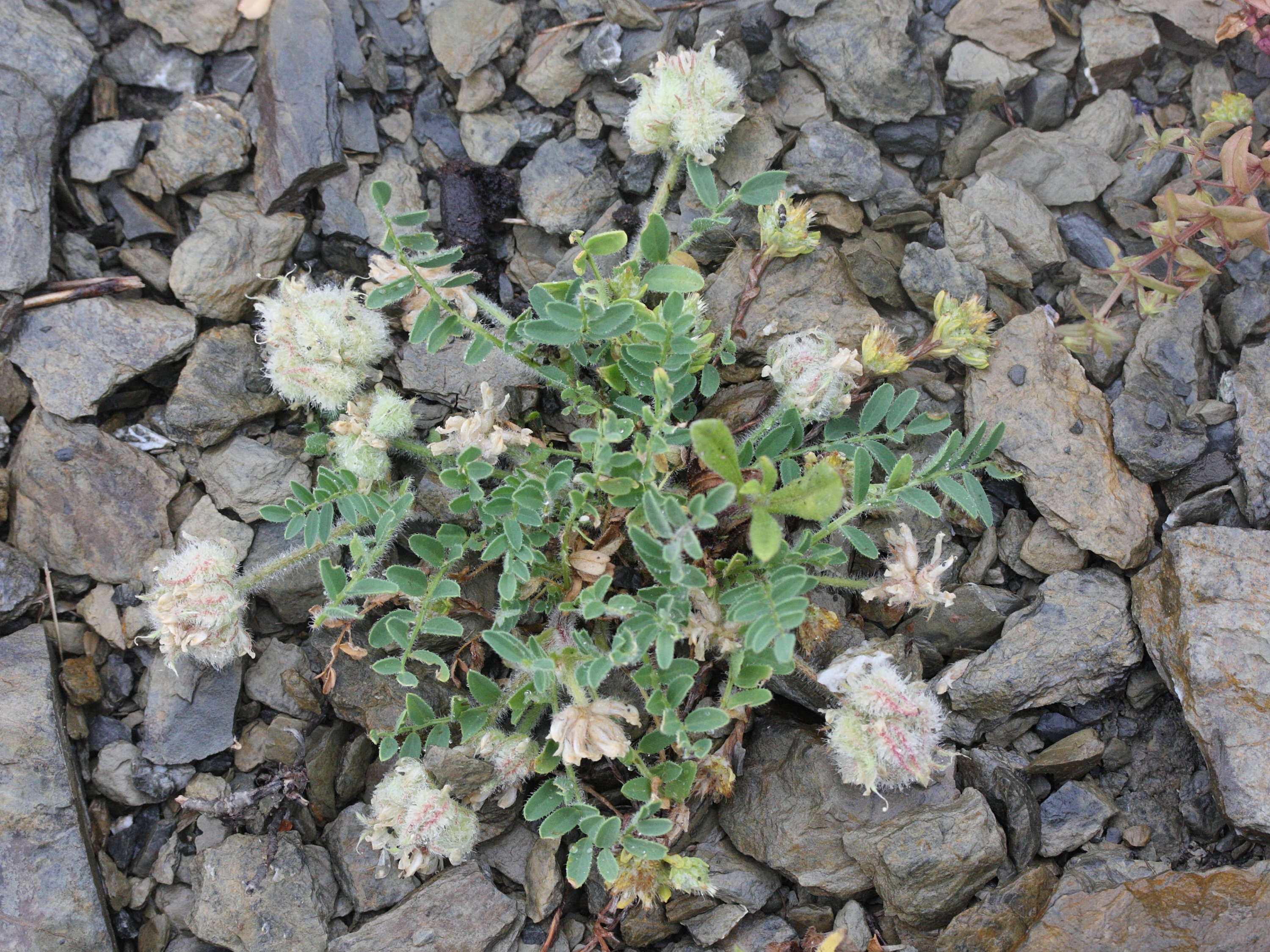 astragalus_echinatus1md