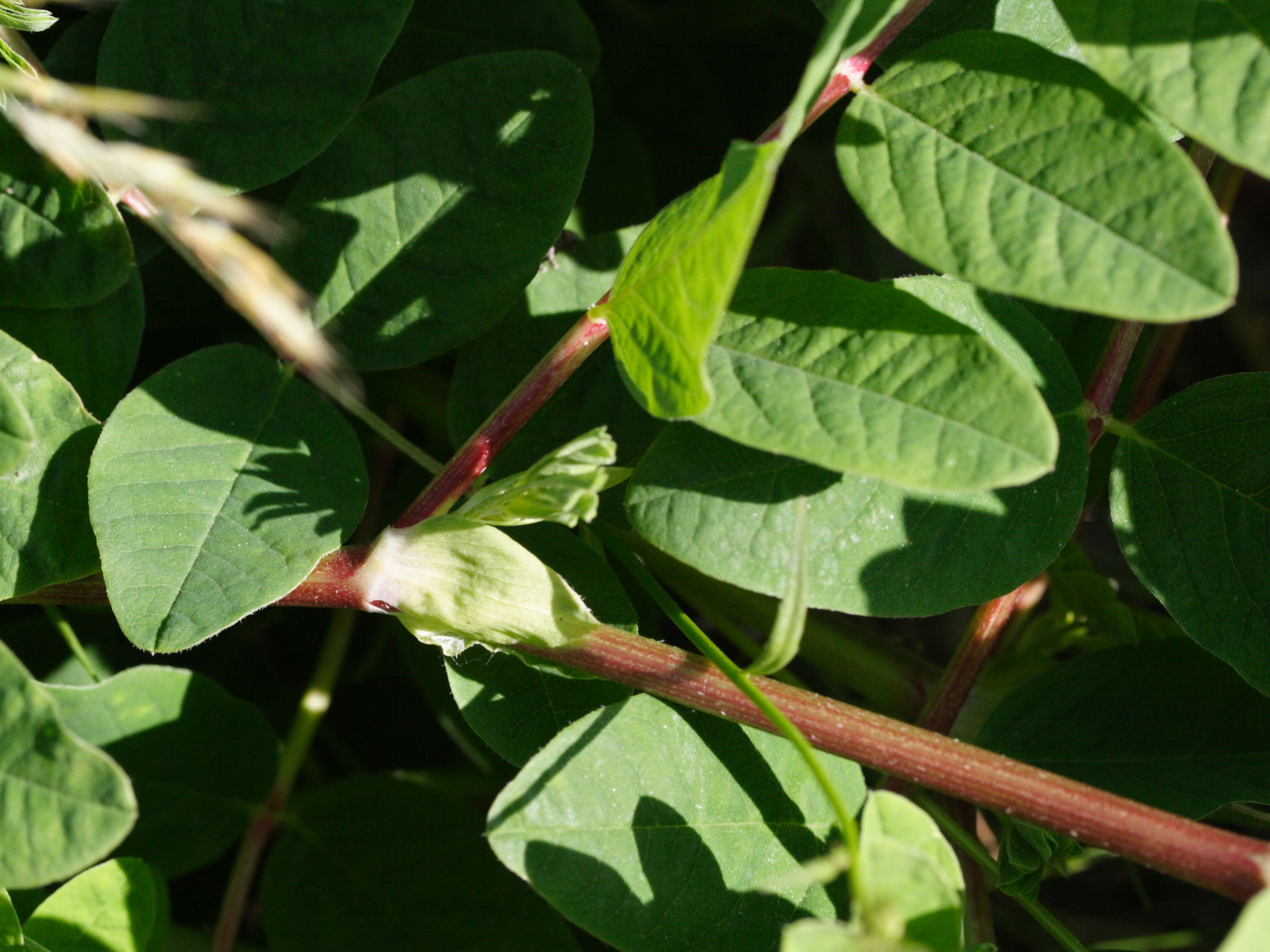 Afficher le média astragalus_glycyphyllos2md astragalus_glycyphyllos2md