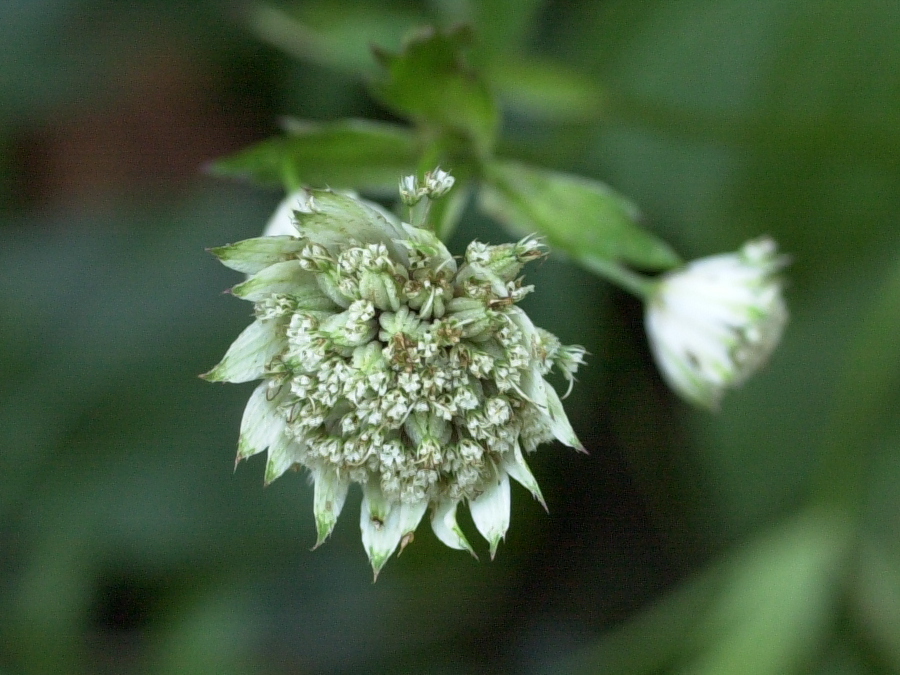 astrantia_major2bmd
