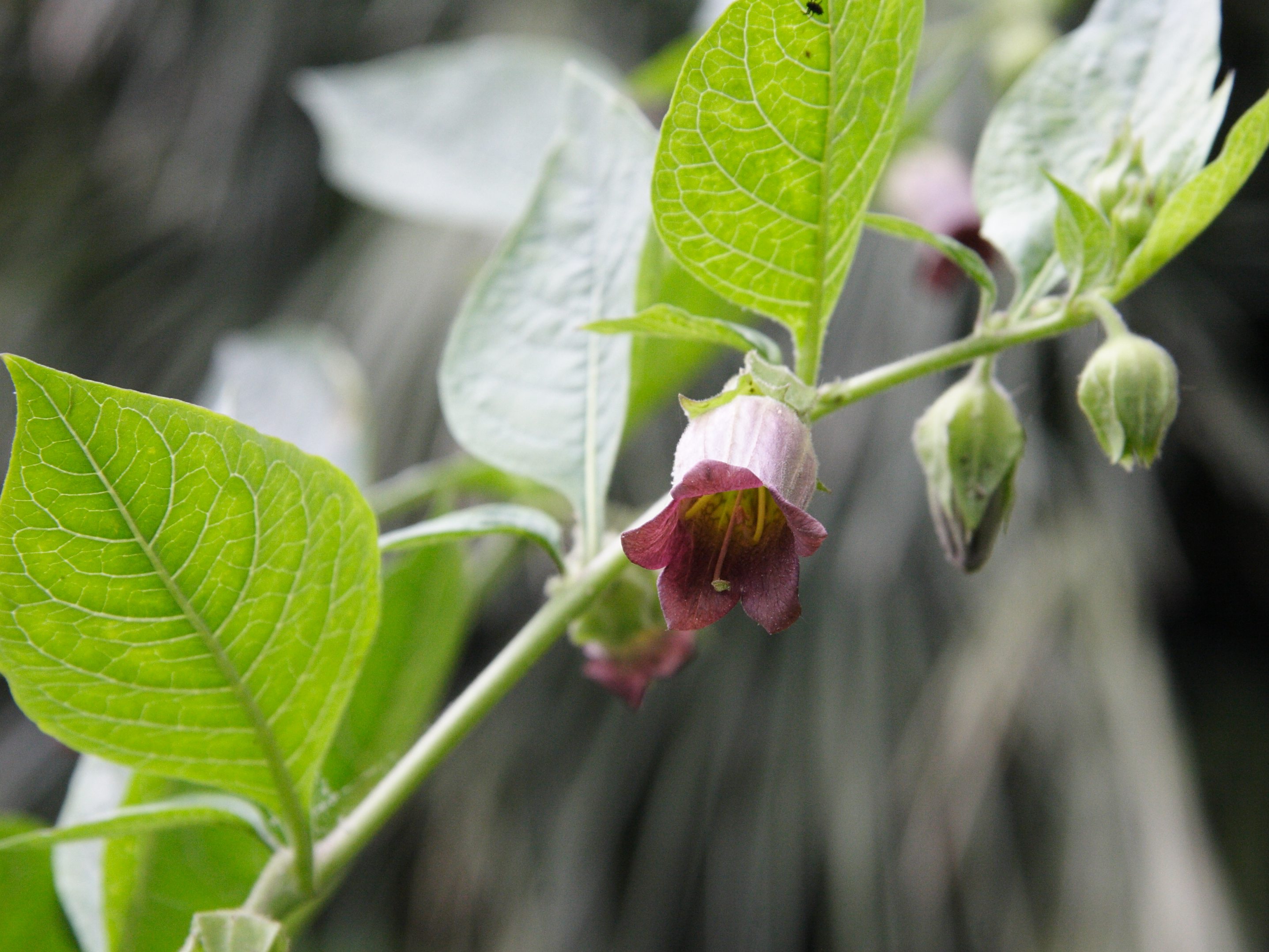 atropa_belladonna2md