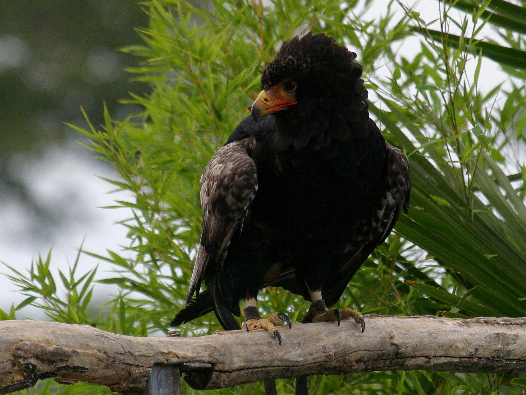 Afficher le média bateleur_des_savanes_-_terathopius_ecaudatus2bd bateleur_des_savanes_-_terathopius_ecaudatus2bd