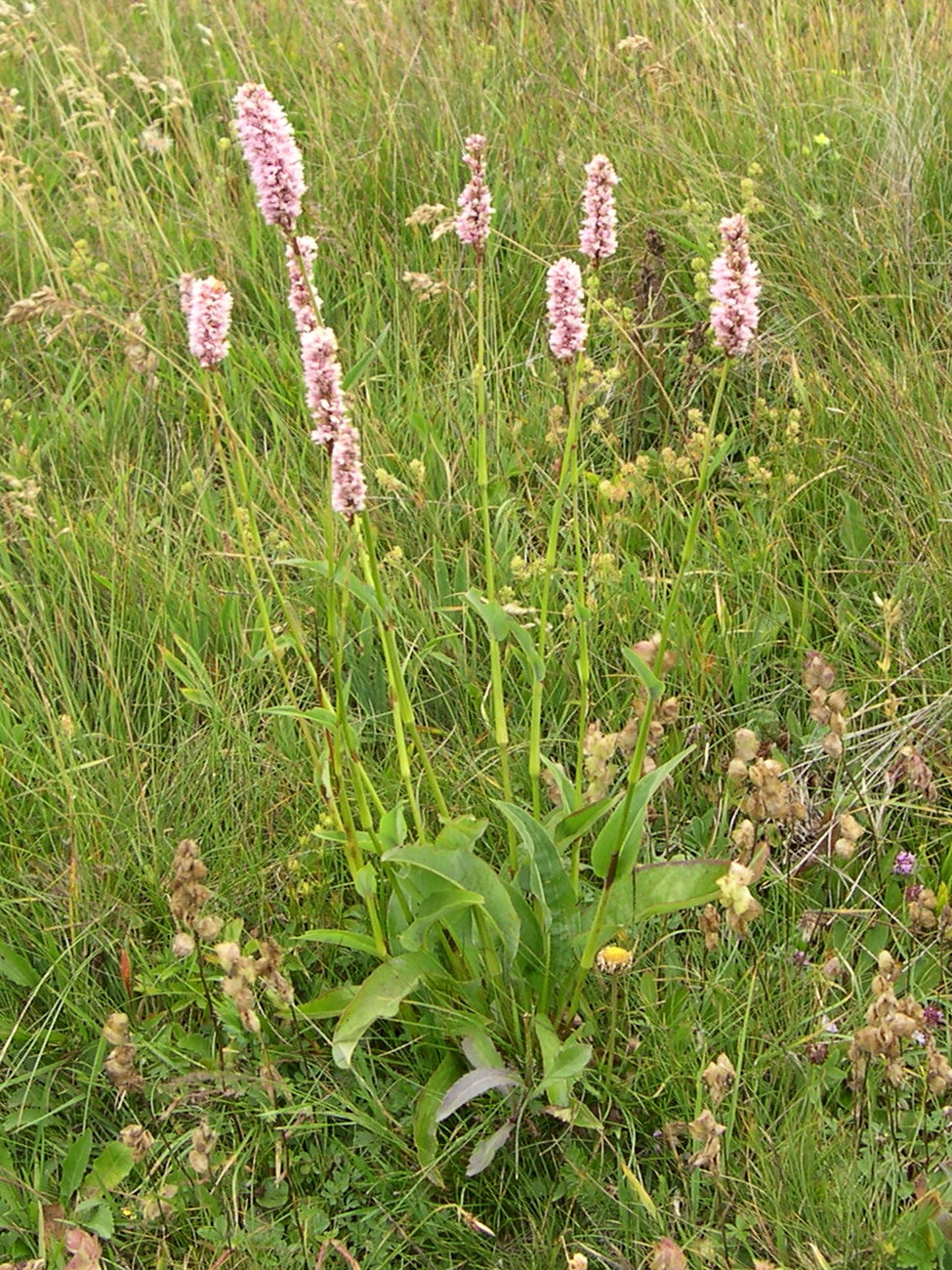 Afficher le média bistorta_officinalis1bmd bistorta_officinalis1bmd