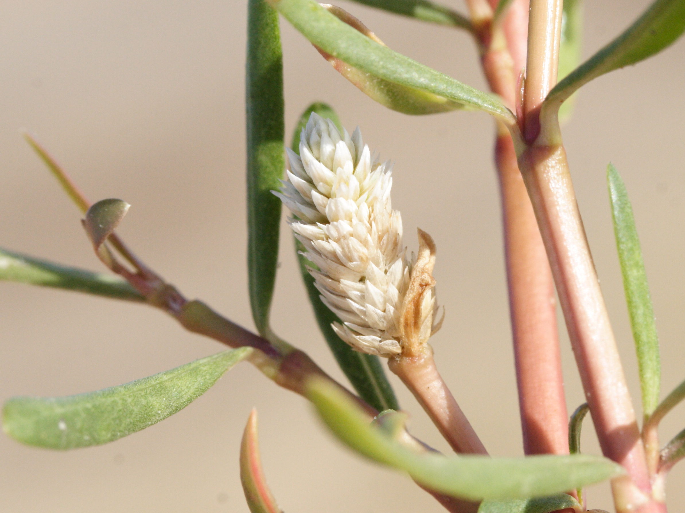 blutaparon_vermiculare3md