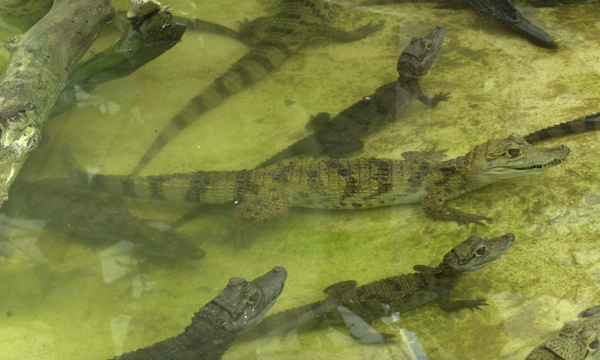 Afficher le média caiman_crocodilus2md caiman_crocodilus2md