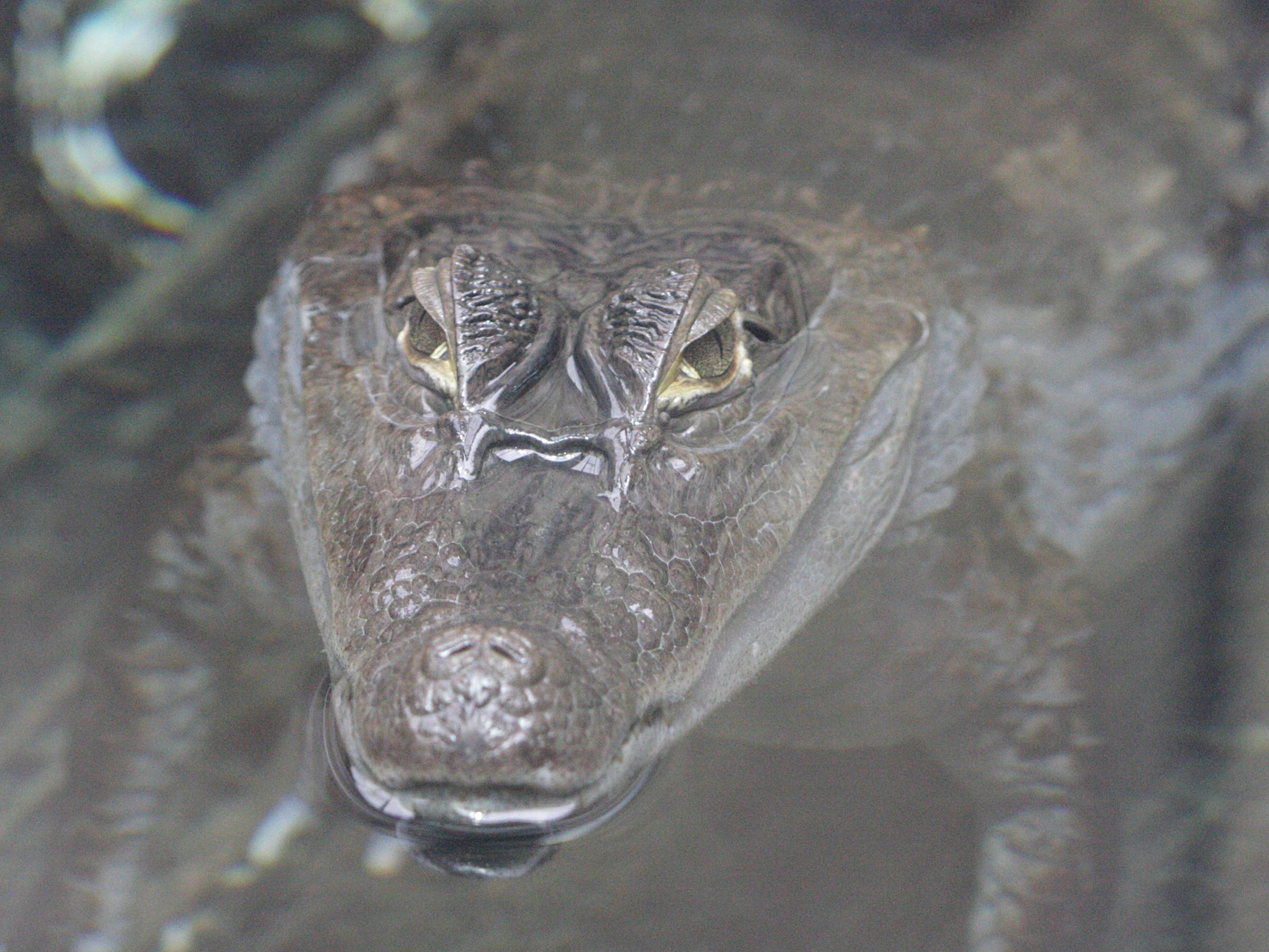 Afficher le média caiman_crocodilus3bd caiman_crocodilus3bd