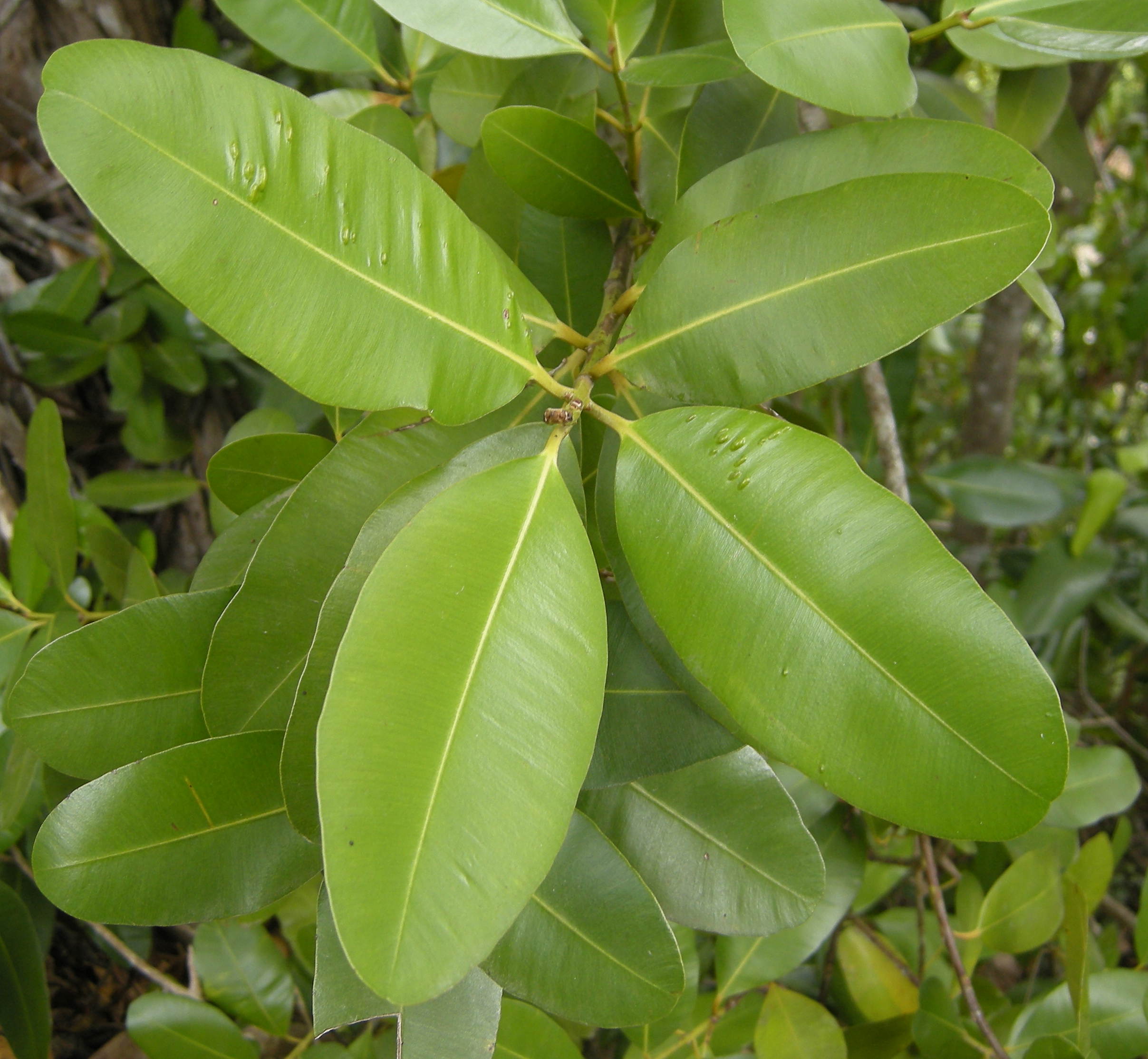 calophyllum_calaba4amd