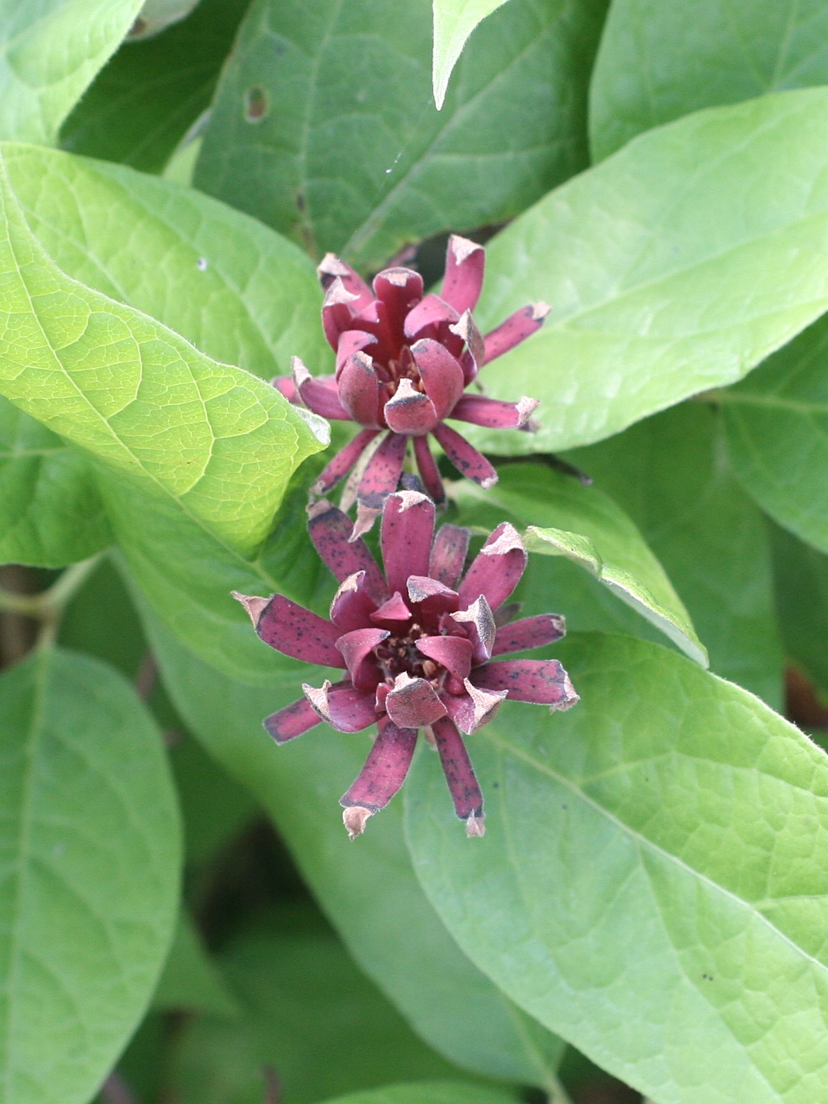 calycanthus_floridus2md