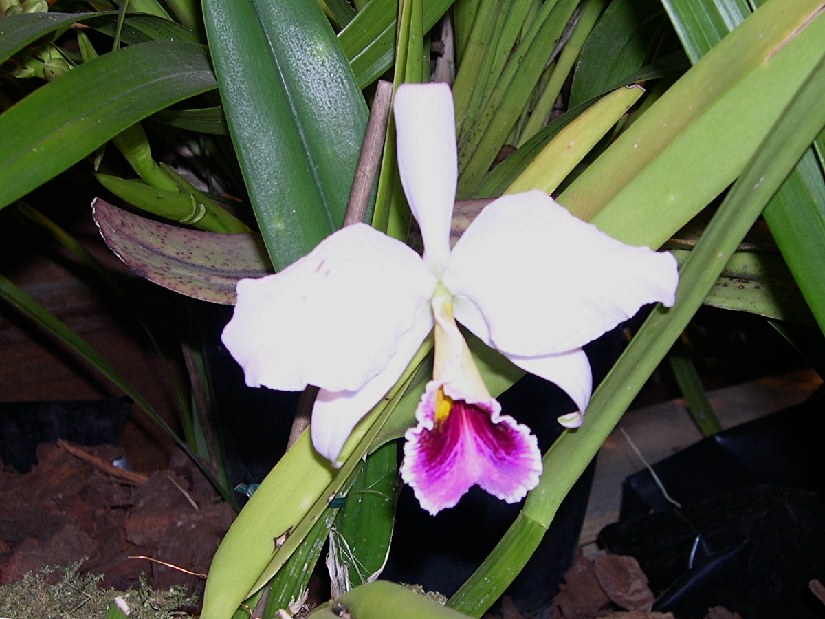 cattleya_percivaliana_semialba1fca