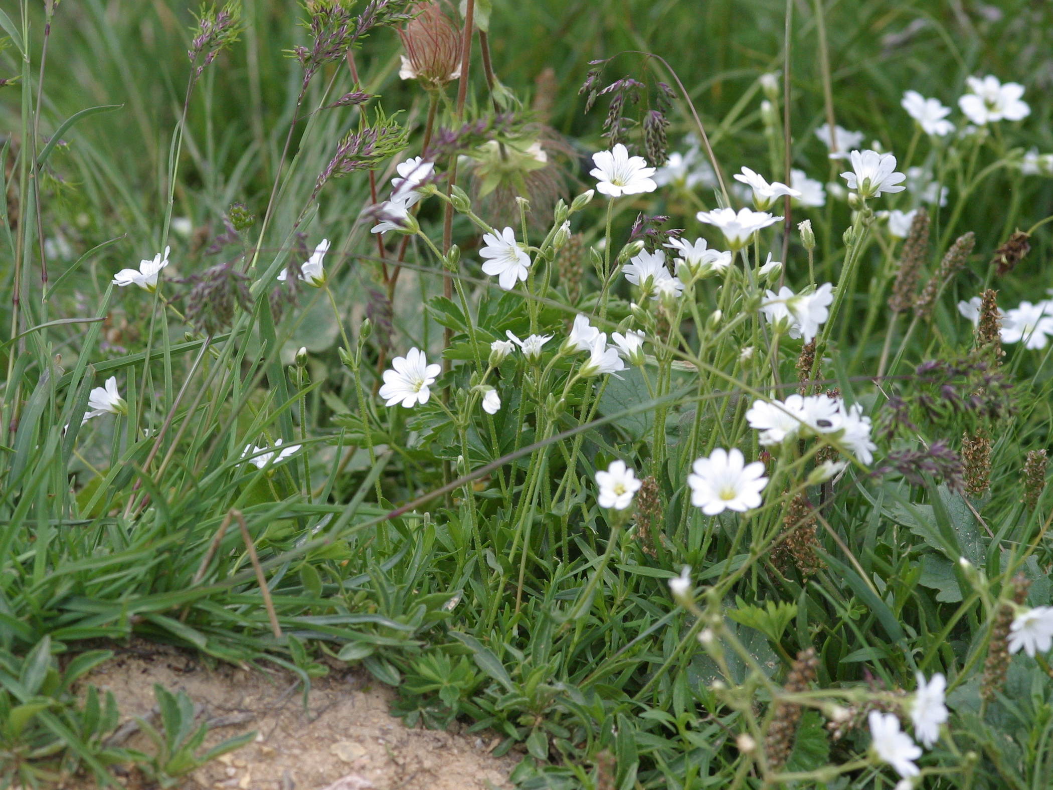 cerastium_arvense_strictum1bd