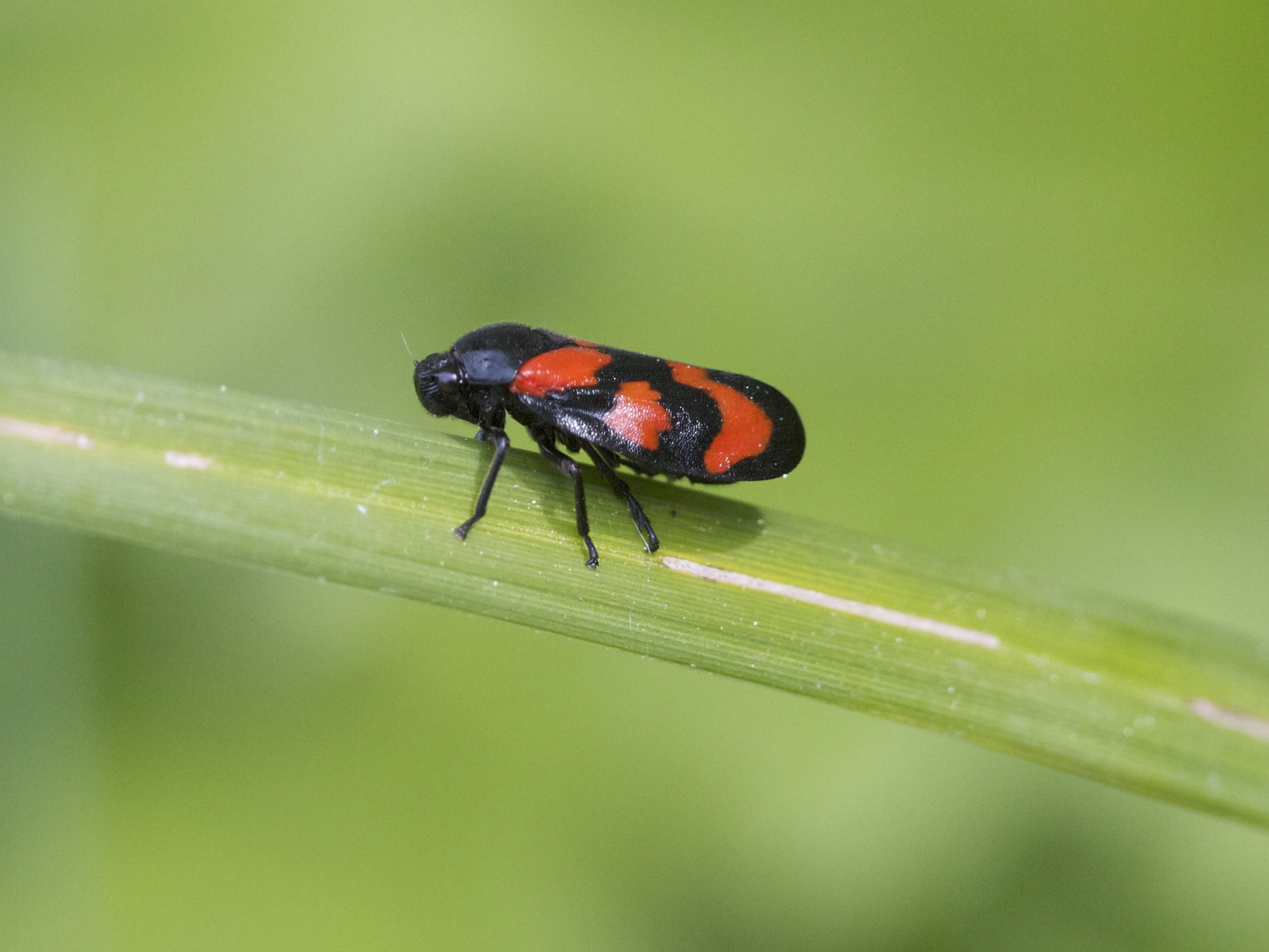 cercopis_vulnerata2bd