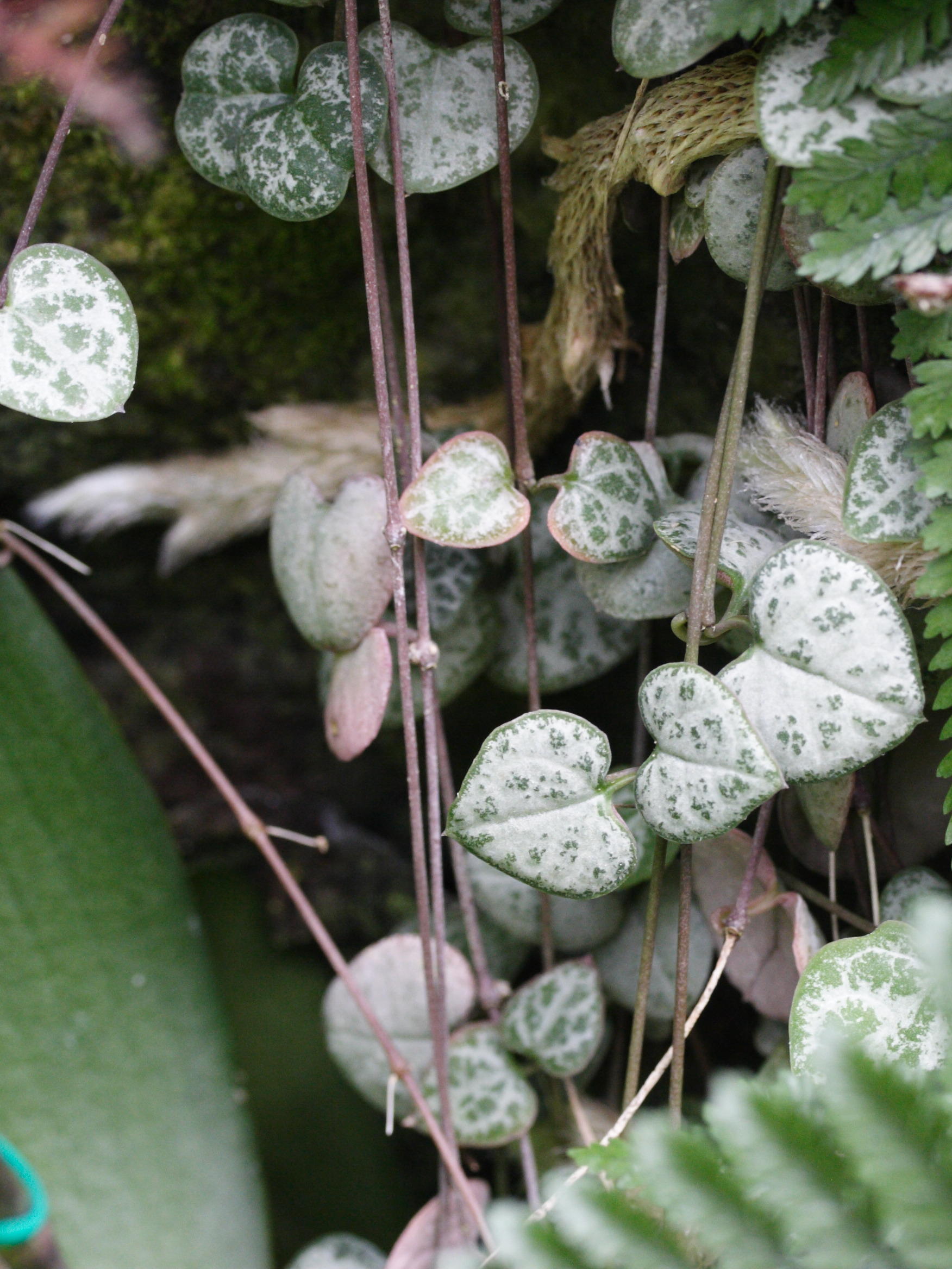 ceropegia_linearis1md