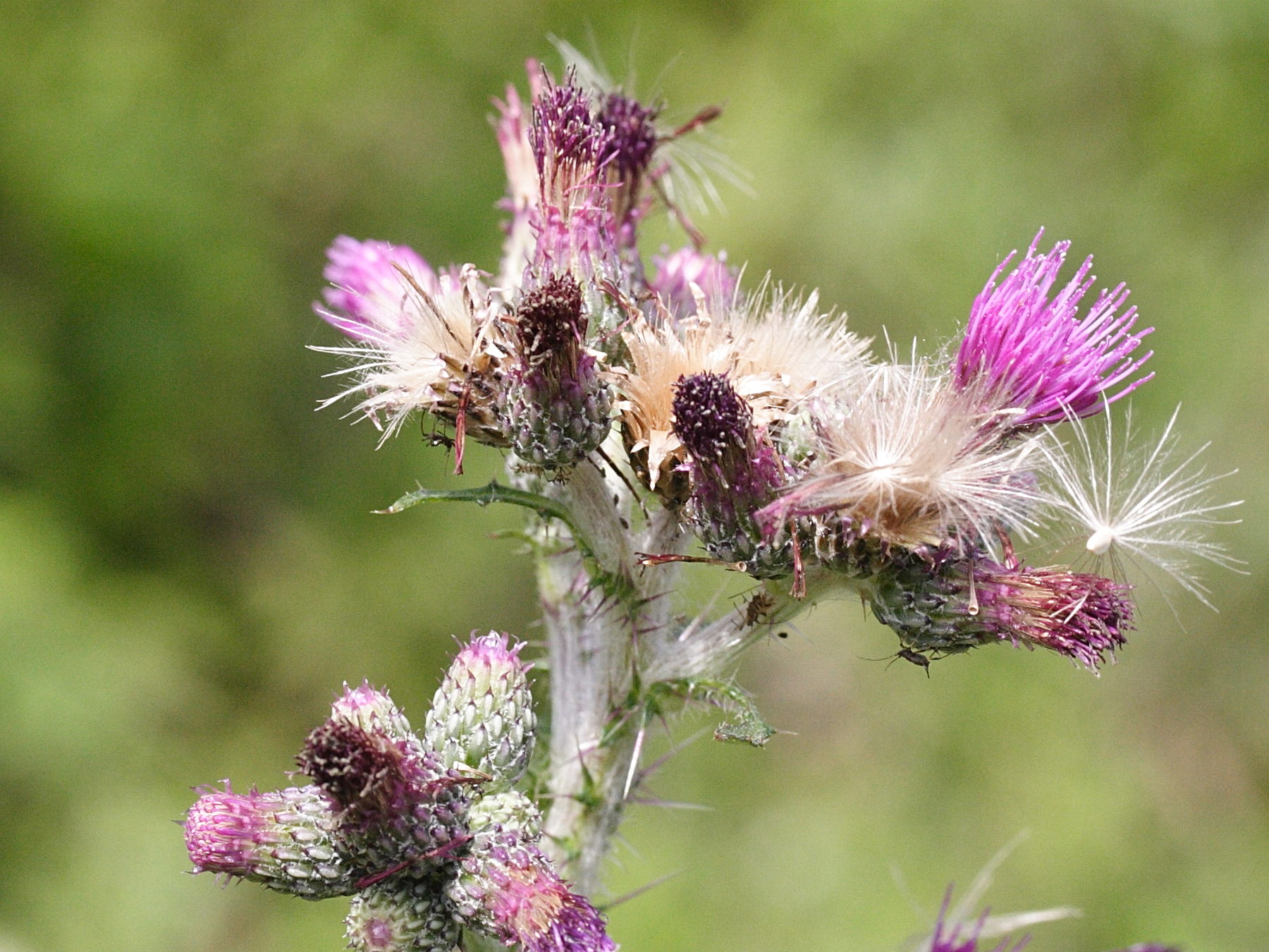 Afficher le média cirsium_palustre4md cirsium_palustre4md