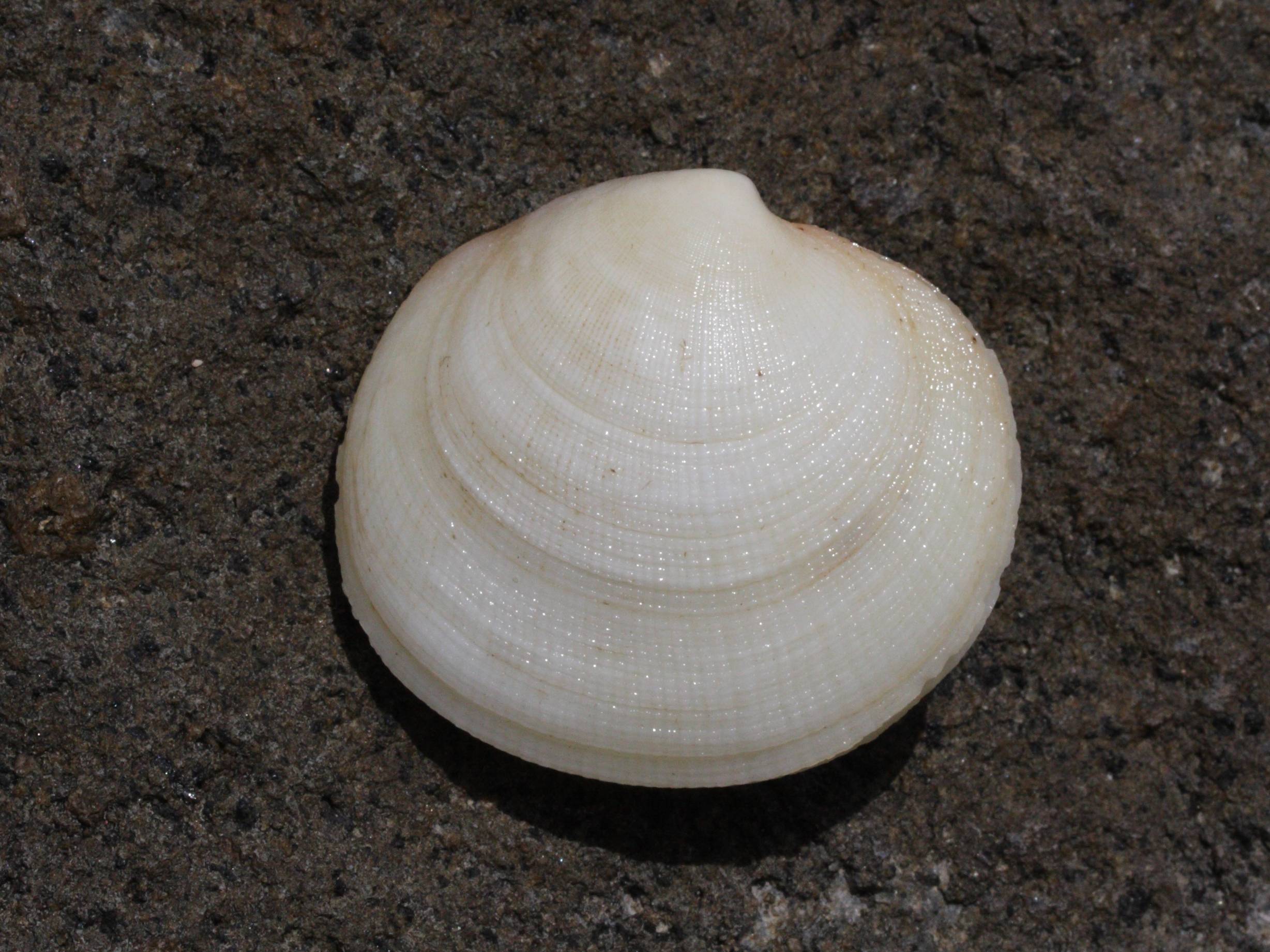 codakia_orbicularis4md