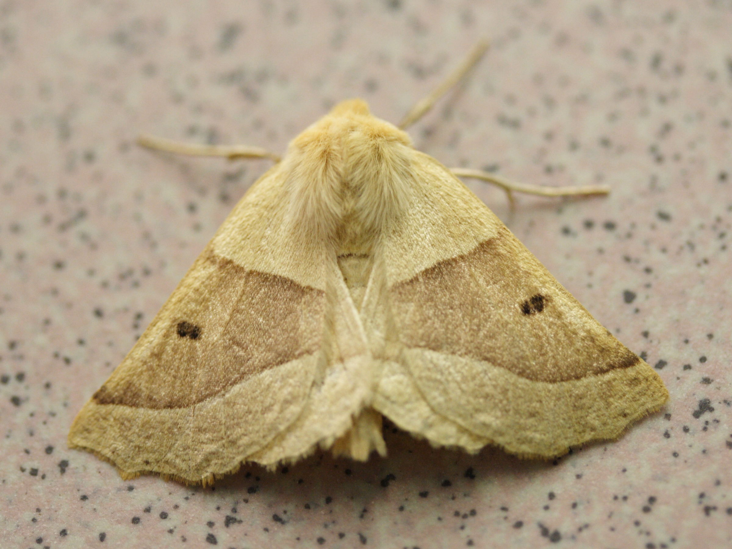 crocallis_elinguaria2md