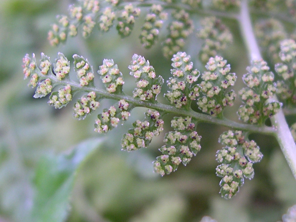 Afficher le média cystopteris_fragilis2md cystopteris_fragilis2md