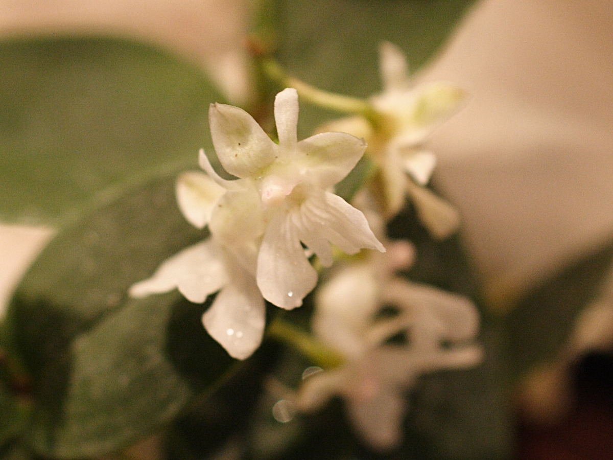 dendrobium_aberrans2md