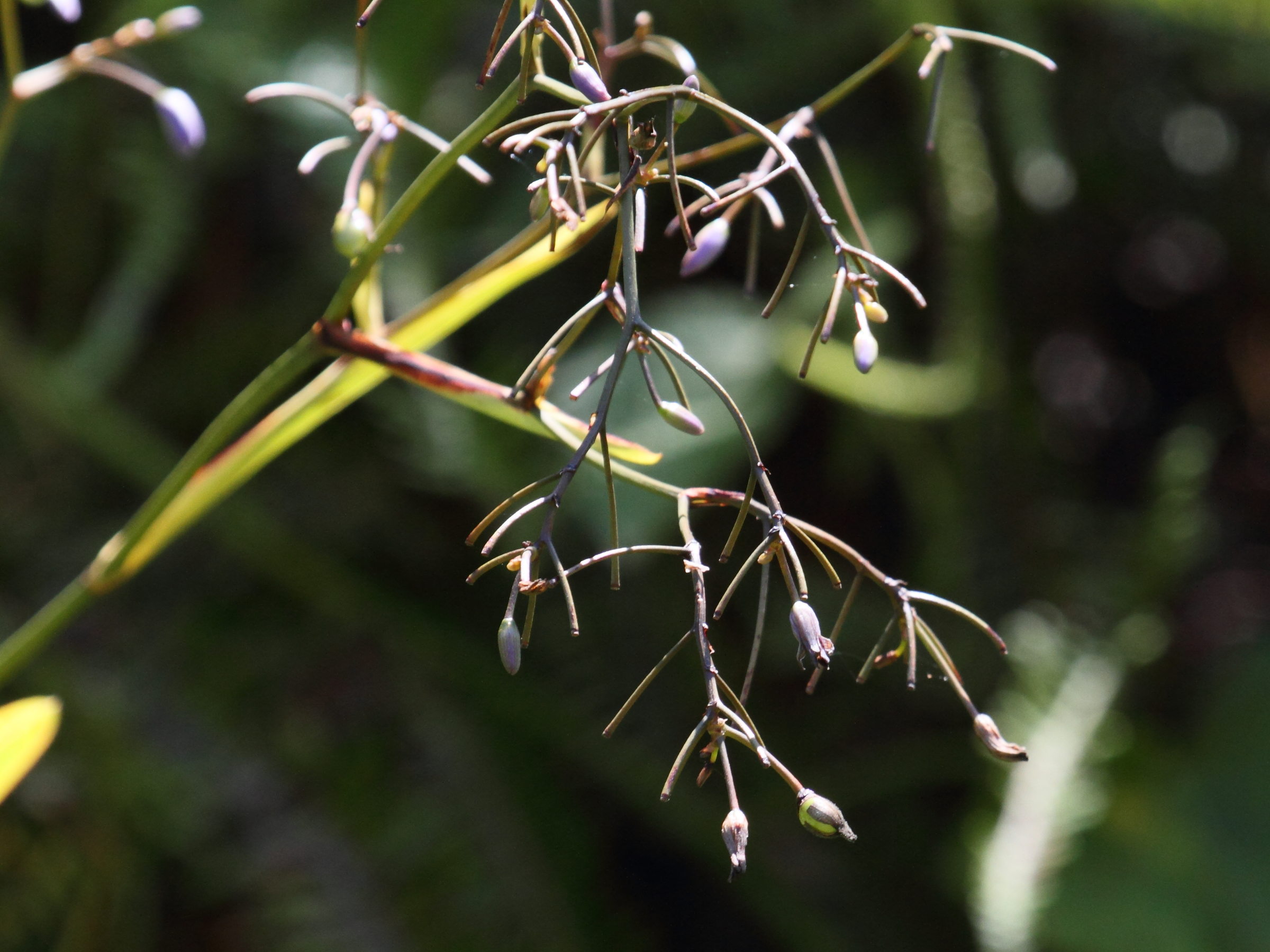 dianella_ensifolia1bd