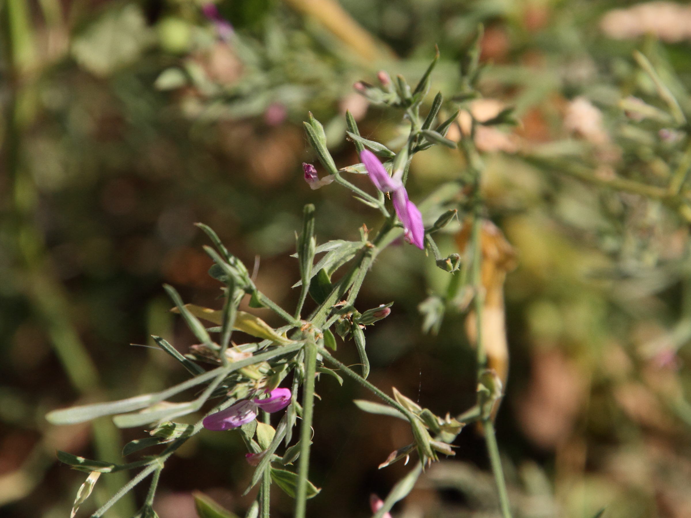 dicliptera_paniculata2md