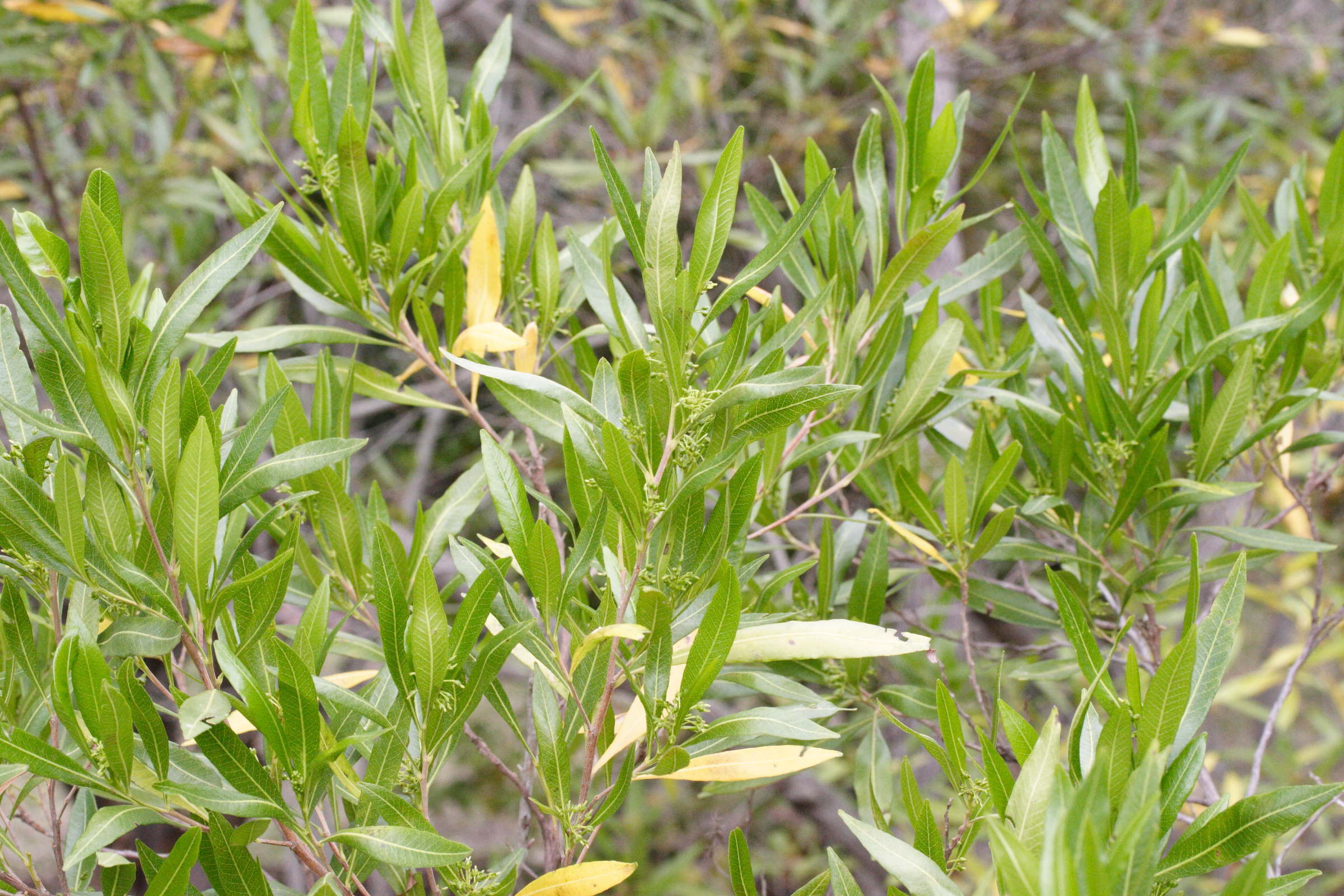 Afficher le média dodonaea_viscosa5md dodonaea_viscosa5md